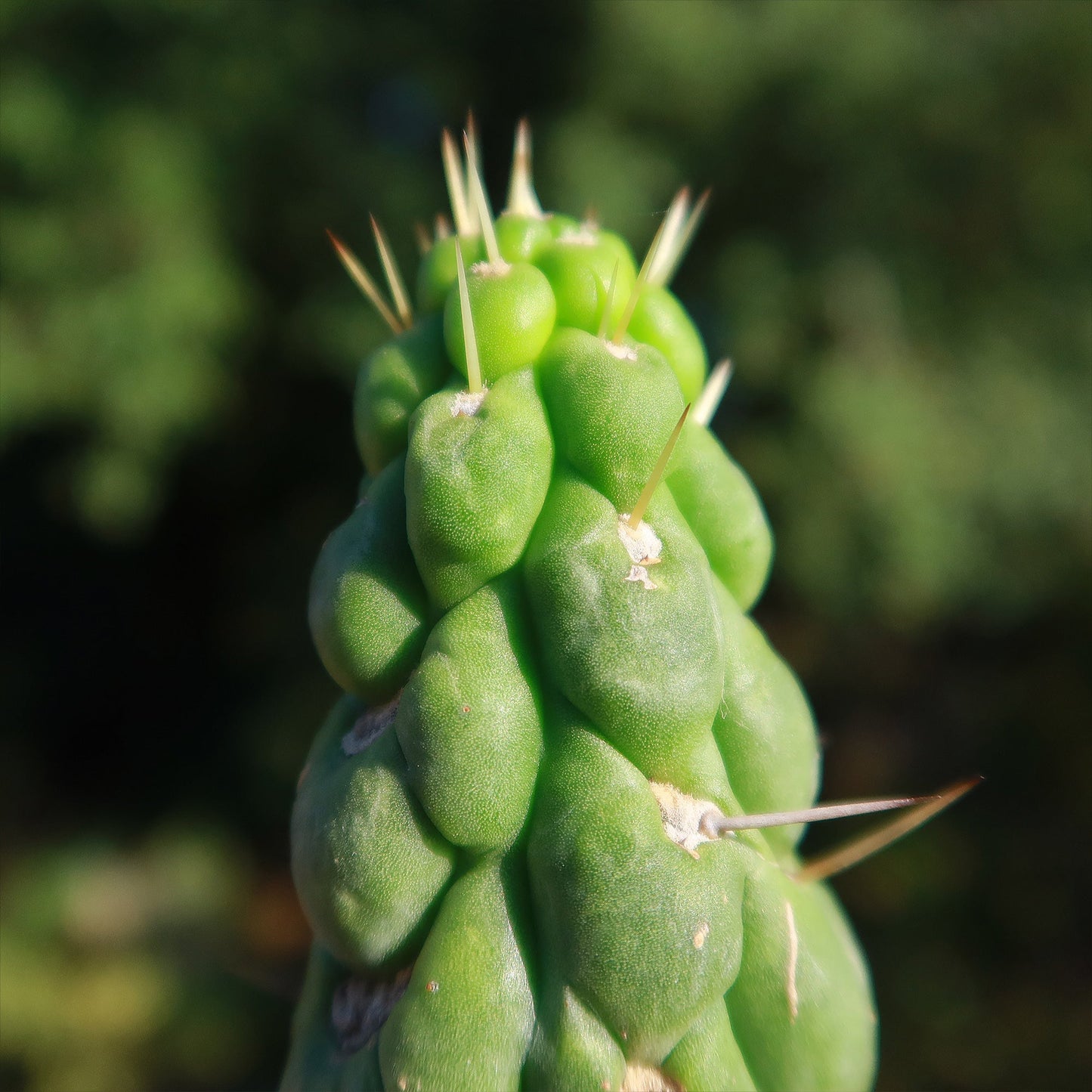 Unicorn cactus - Eulychnia castanea 'spiralis'