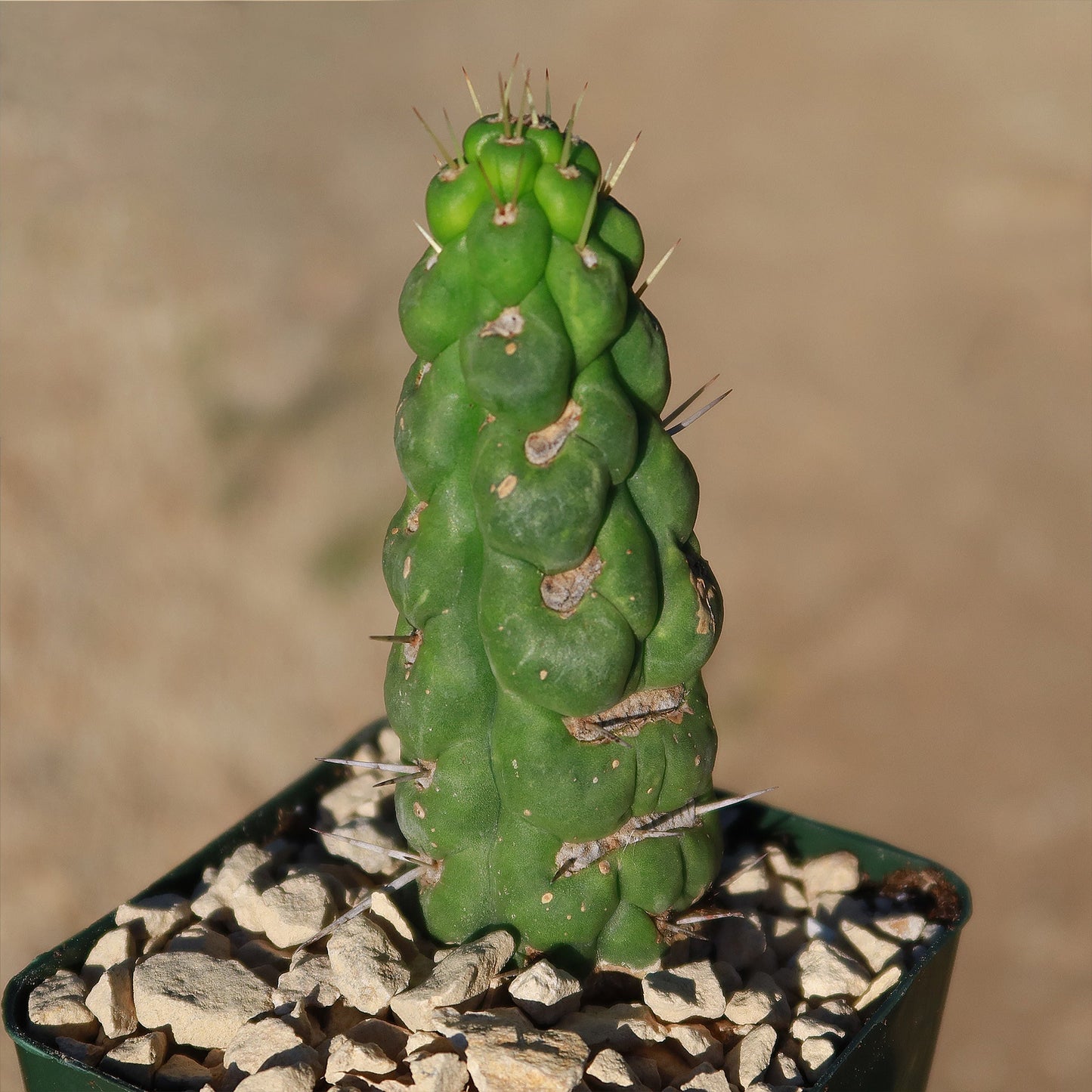 Unicorn cactus - Eulychnia castanea 'spiralis'