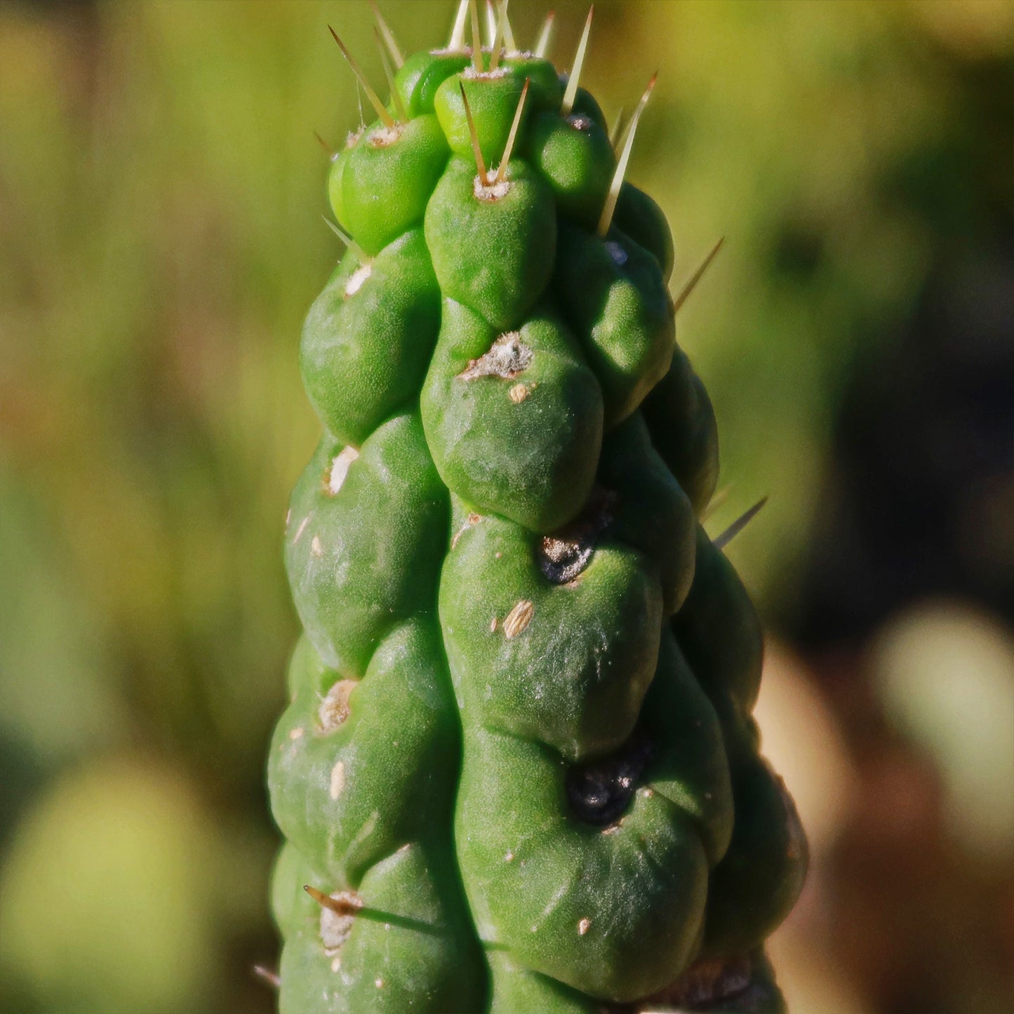 Unicorn cactus - Eulychnia castanea 'spiralis'
