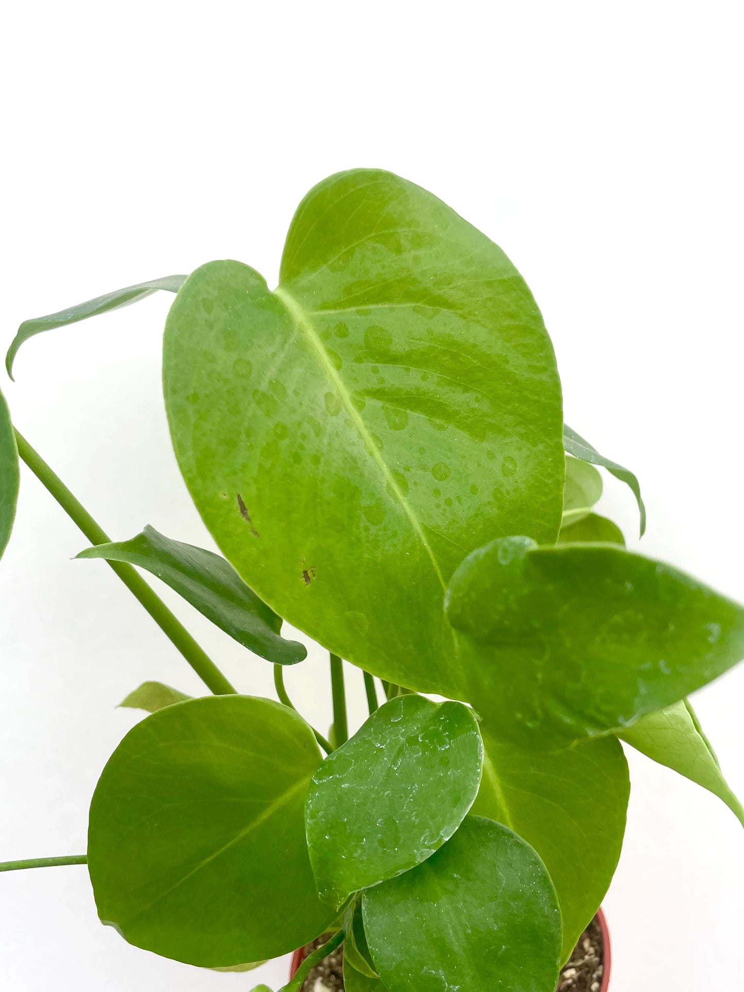Monstera Deliciosa House Plant