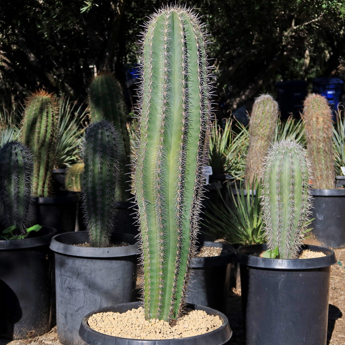 Cardon Cactus 'Pachycereus pringlei'