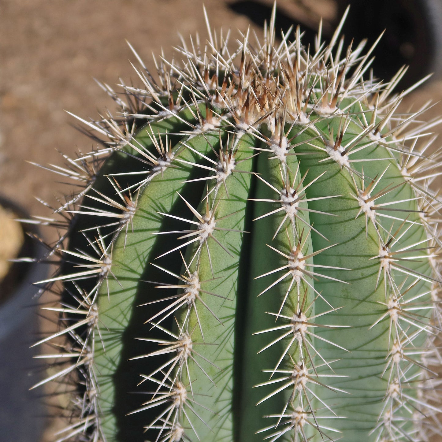 Cardon Cactus 'Pachycereus pringlei'