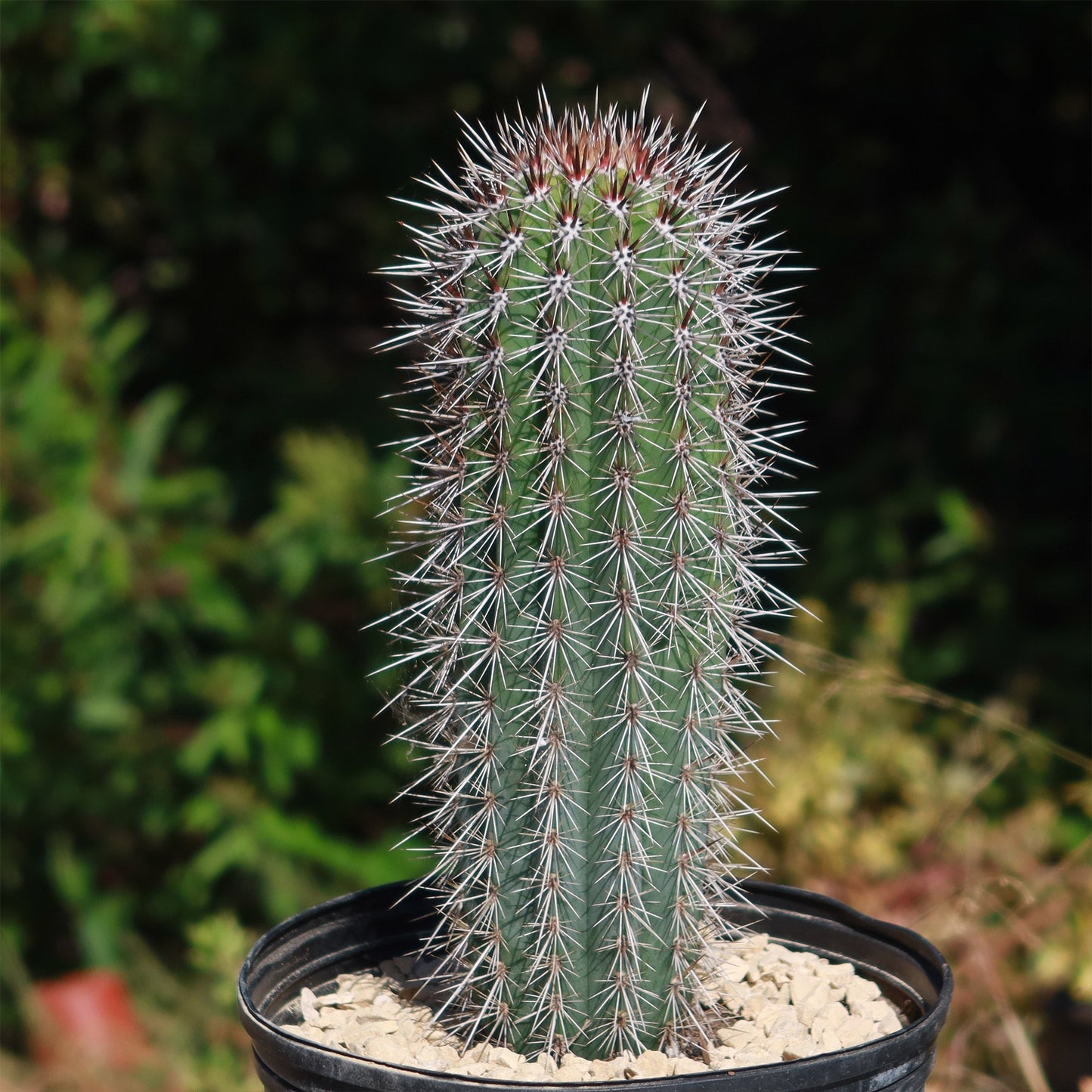 Cardon Cactus 'Pachycereus pringlei'