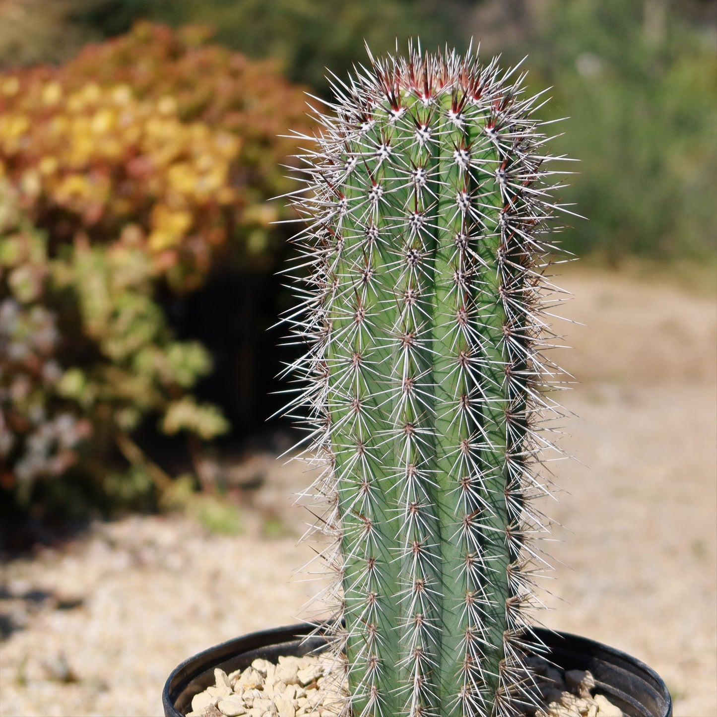 Cardon Cactus 'Pachycereus pringlei'