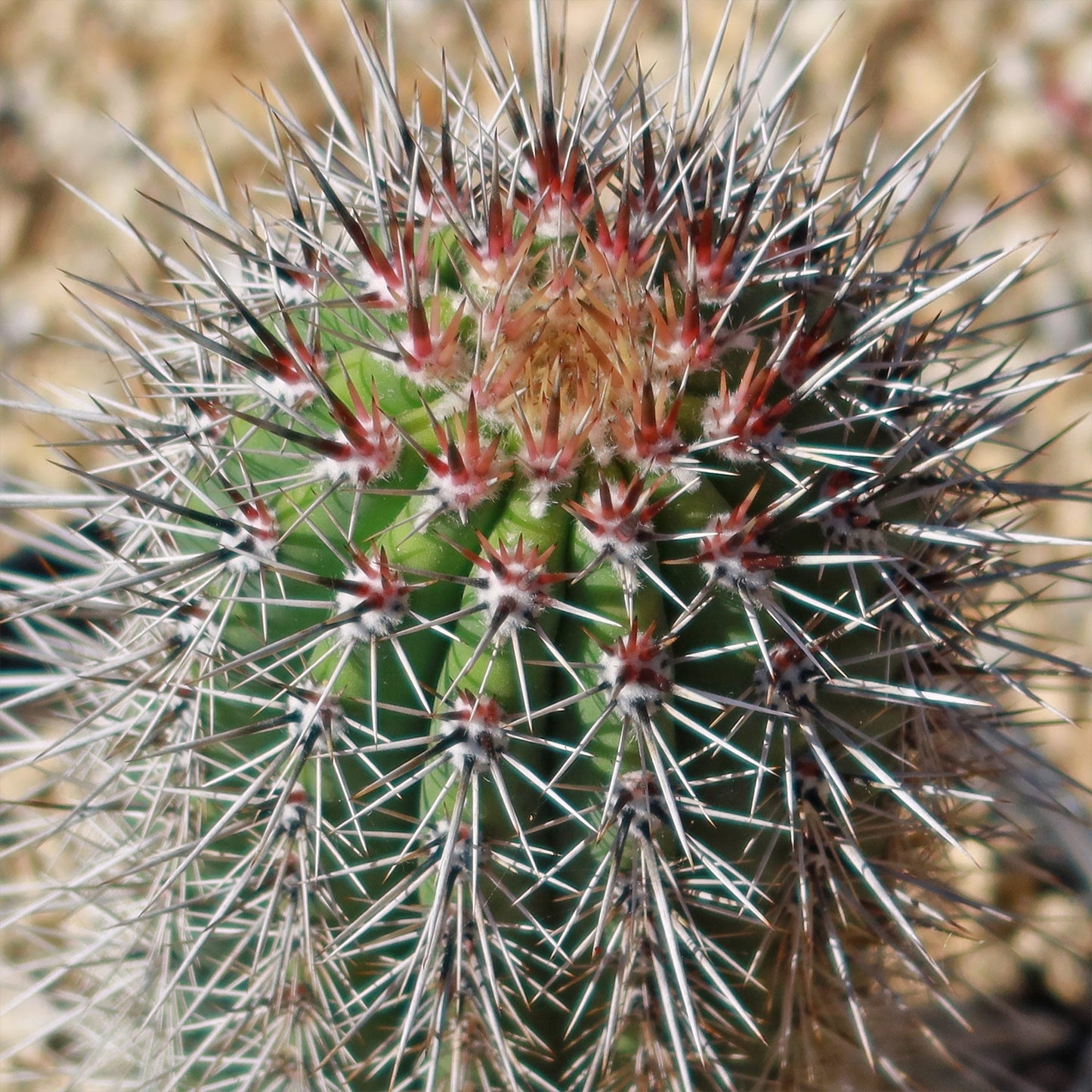 Cardon Cactus 'Pachycereus pringlei'