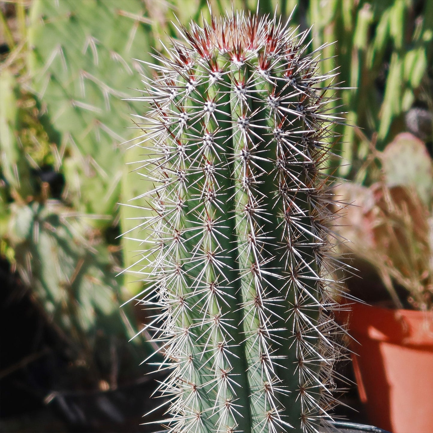 Cardon Cactus 'Pachycereus pringlei'