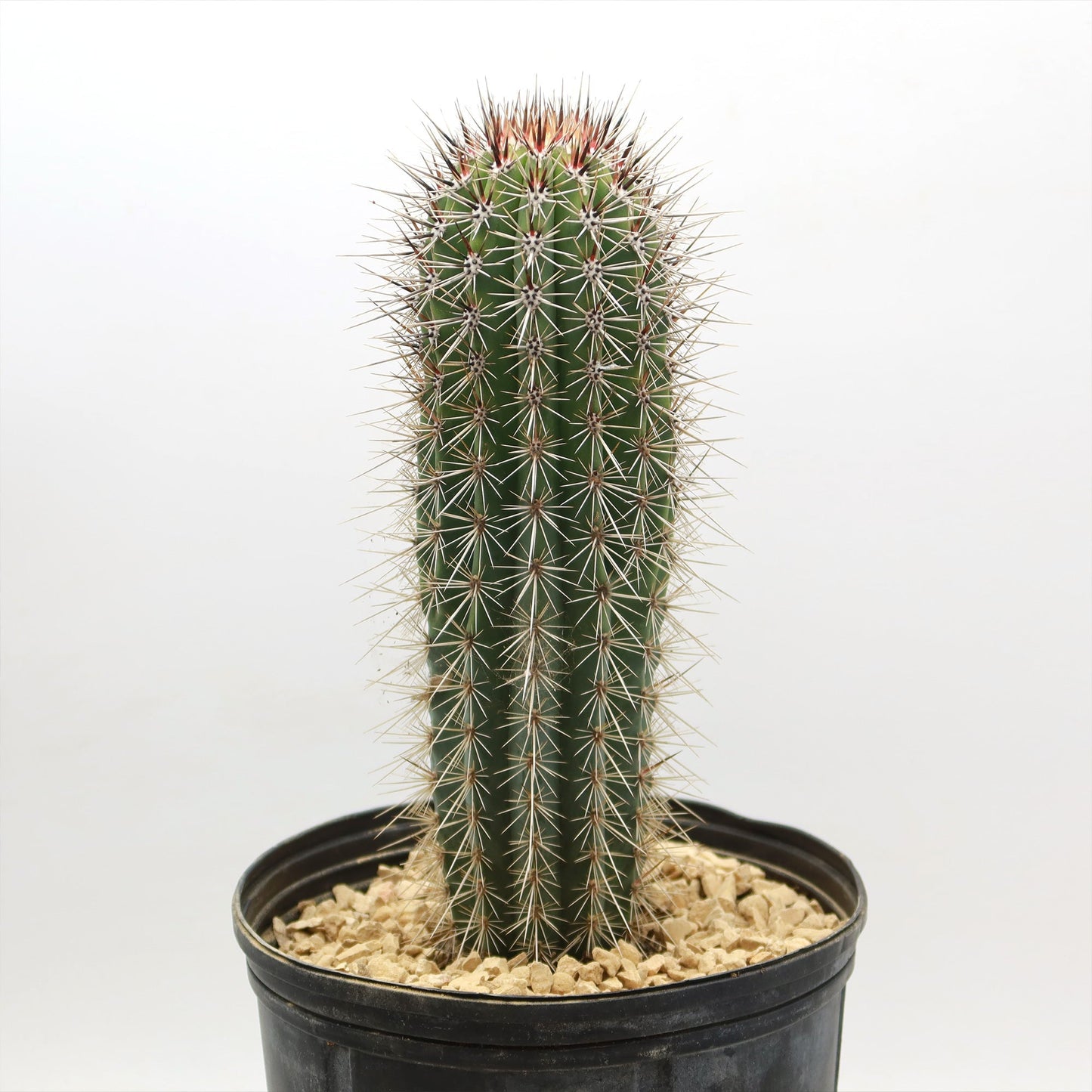 Cardon Cactus 'Pachycereus pringlei'