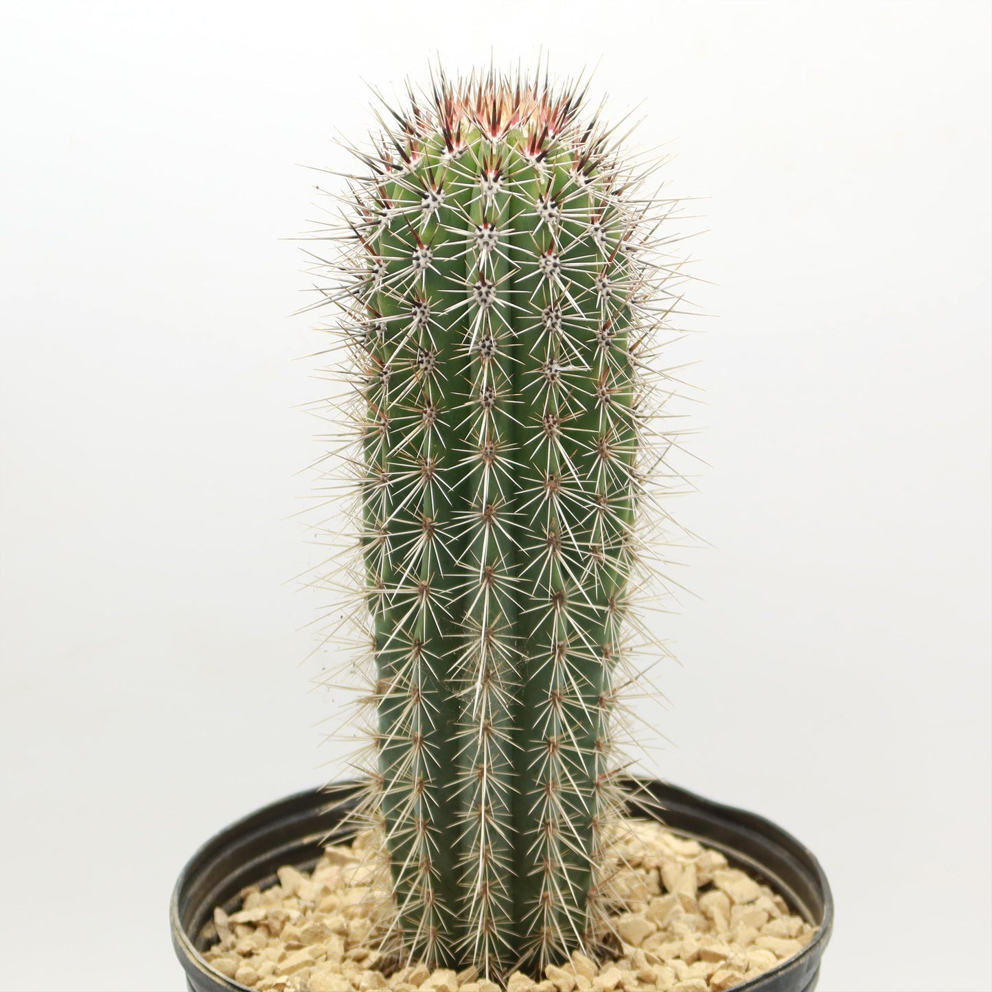 Cardon Cactus 'Pachycereus pringlei'