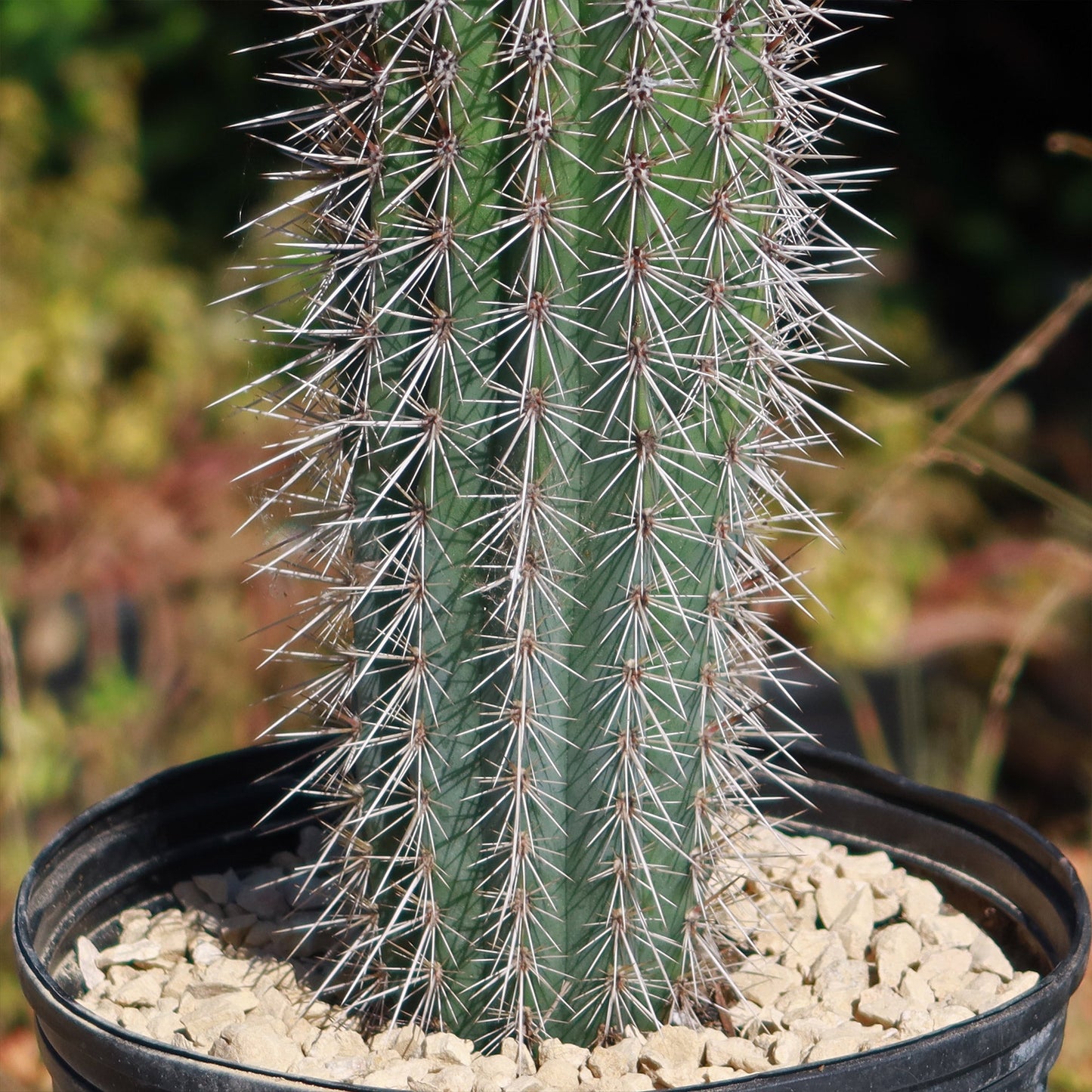 Cardon Cactus 'Pachycereus pringlei'