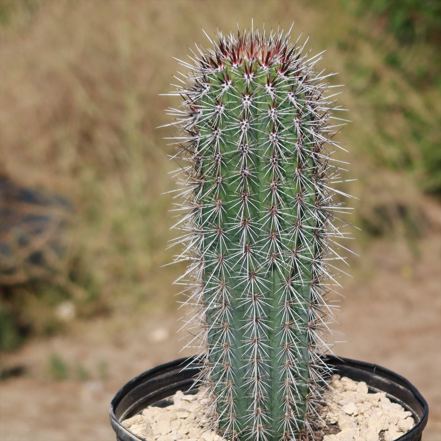 Cardon Cactus 'Pachycereus pringlei'