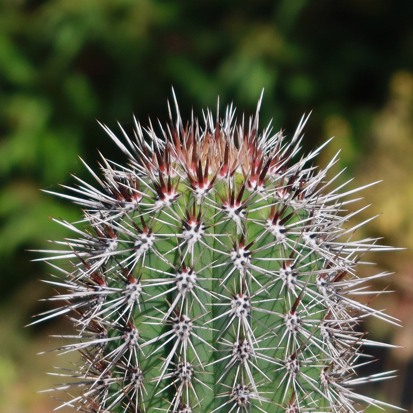 Cardon Cactus 'Pachycereus pringlei'