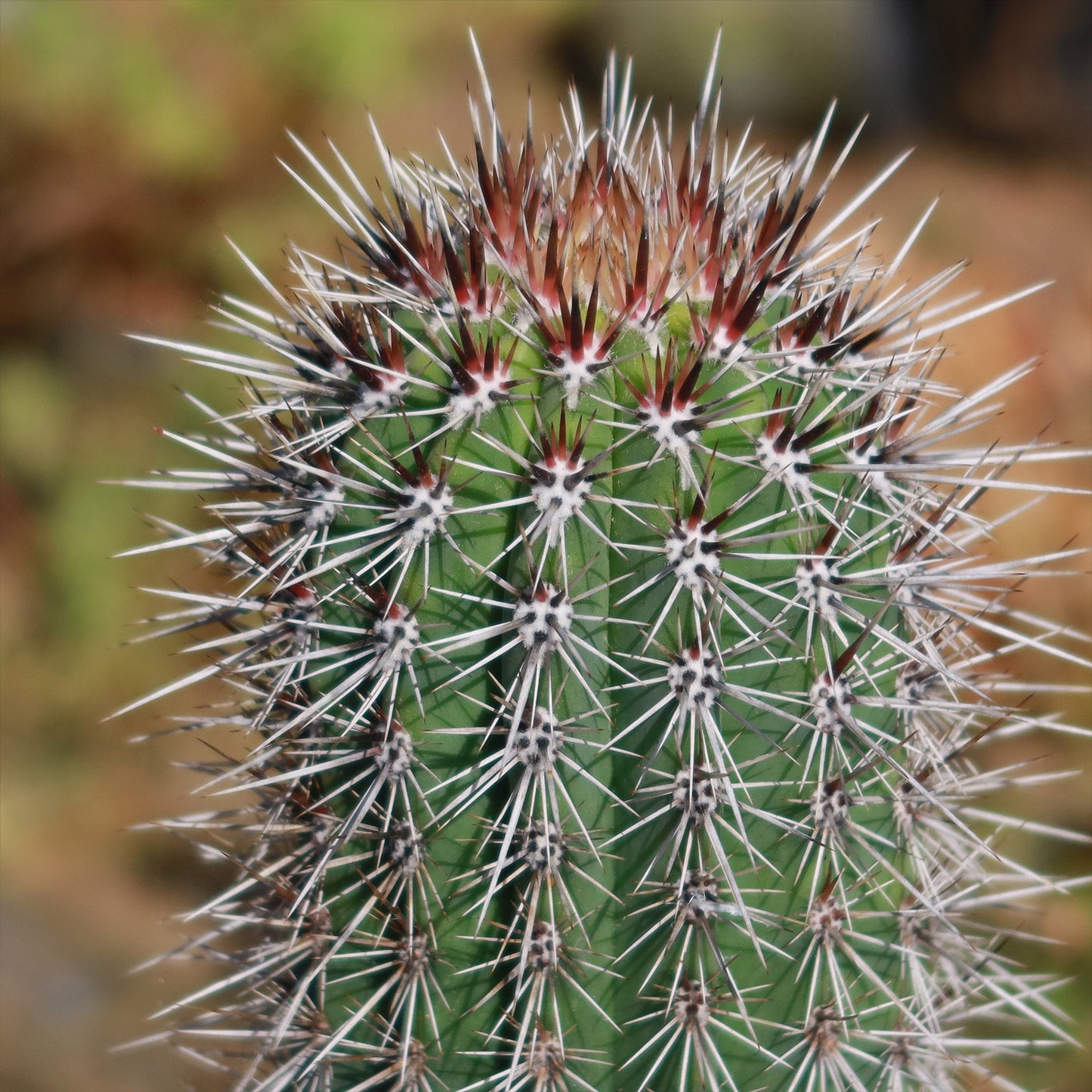 Cardon Cactus 'Pachycereus pringlei'
