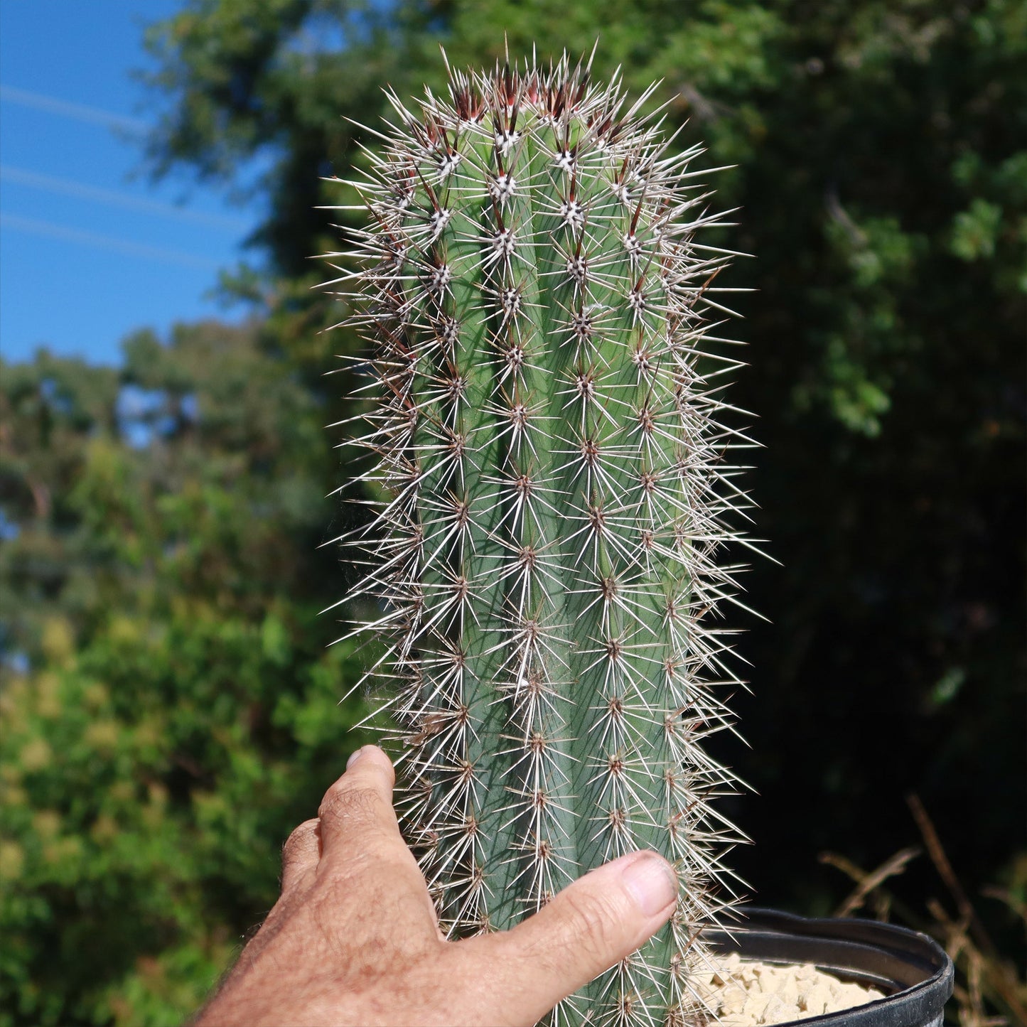 Cardon Cactus 'Pachycereus pringlei'