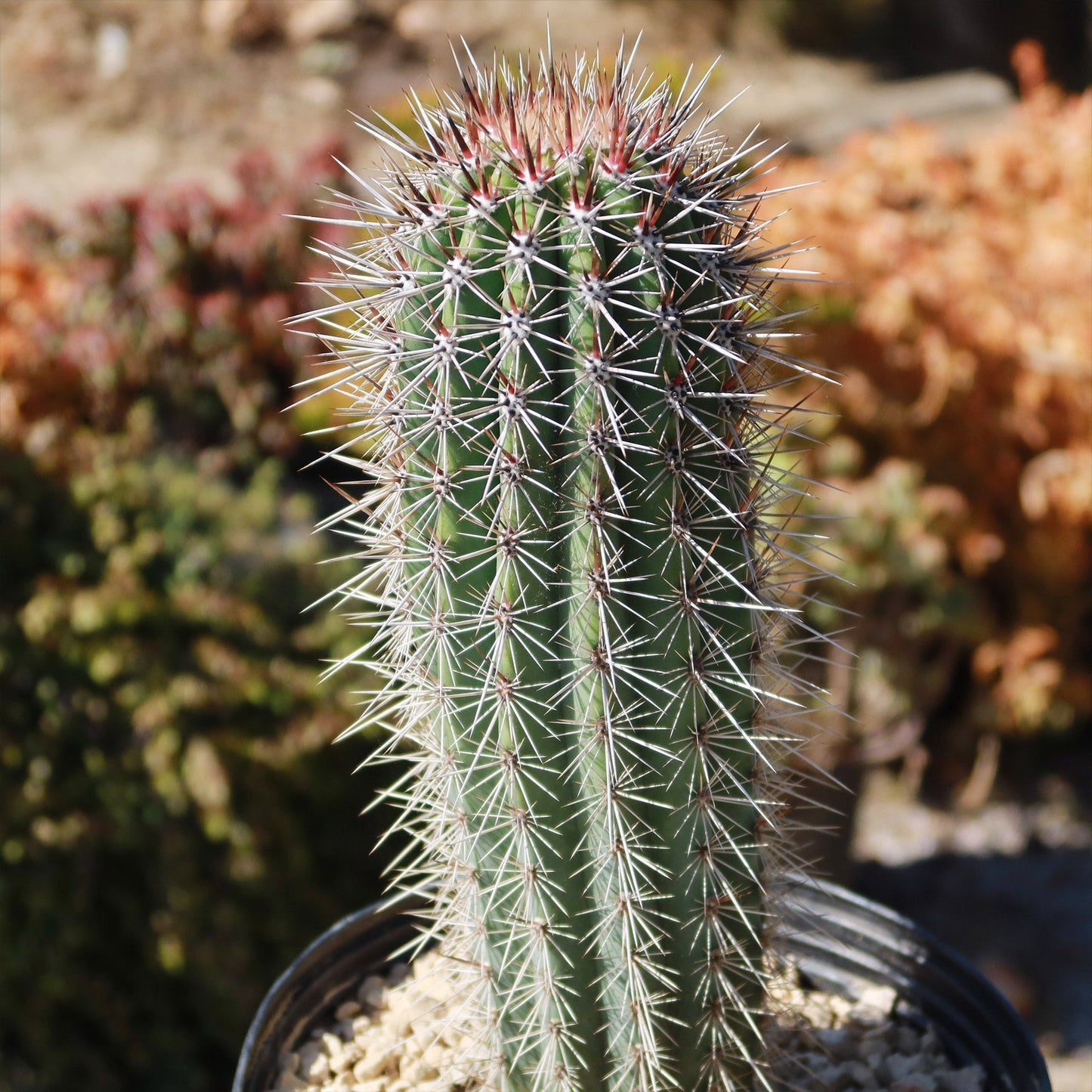 Cardon Cactus 'Pachycereus pringlei'