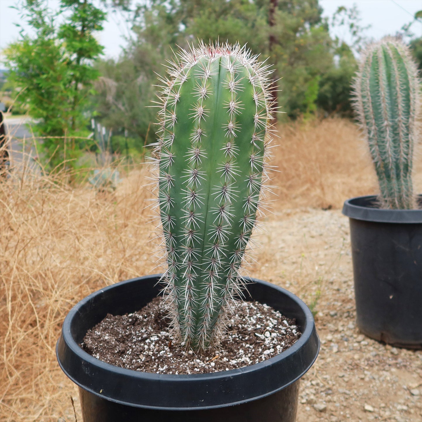 Cardon Cactus 'Pachycereus pringlei'
