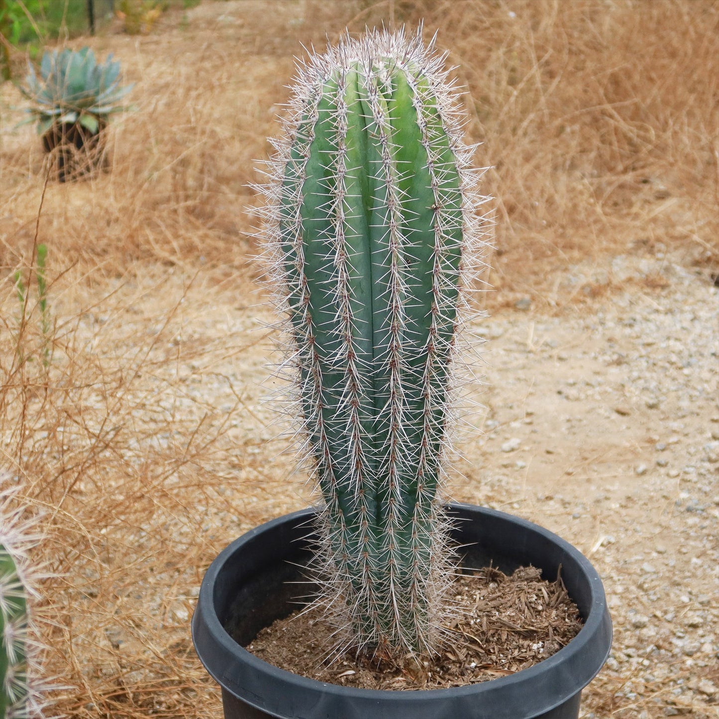 Cardon Cactus 'Pachycereus pringlei'