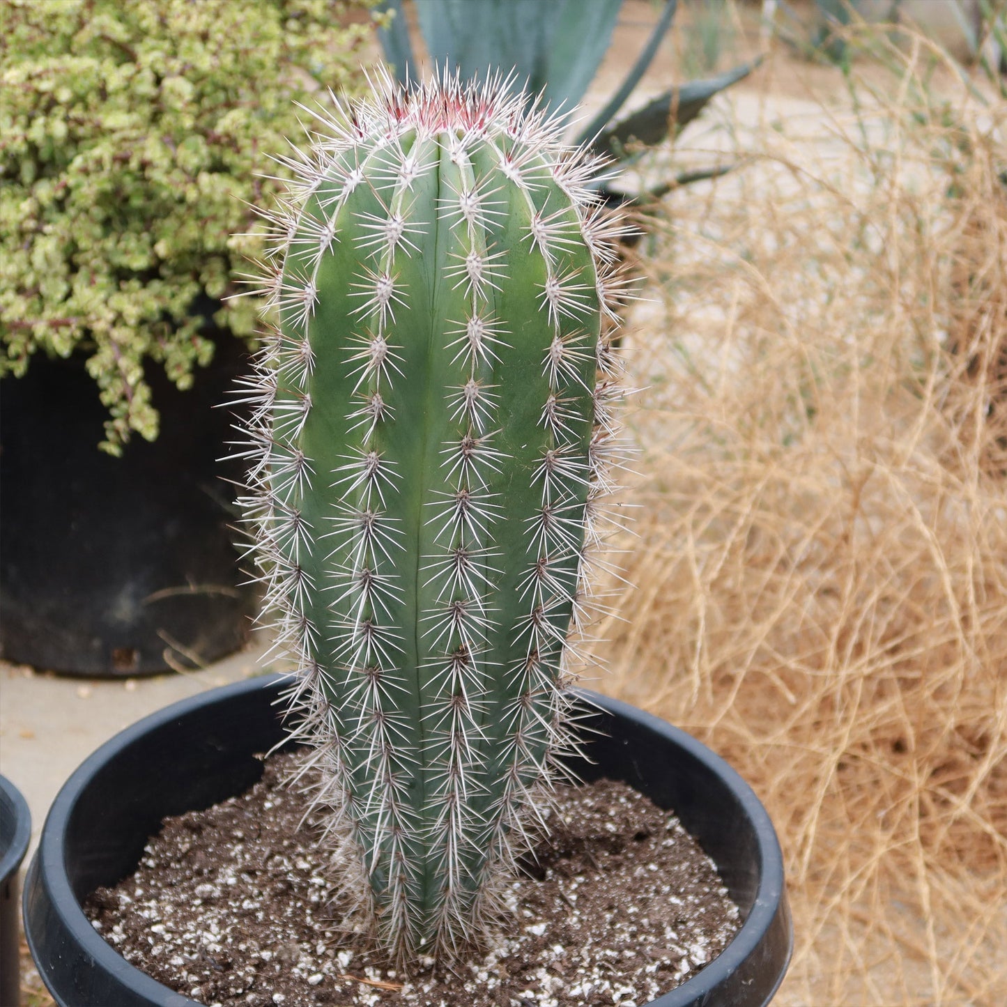 Cardon Cactus 'Pachycereus pringlei'