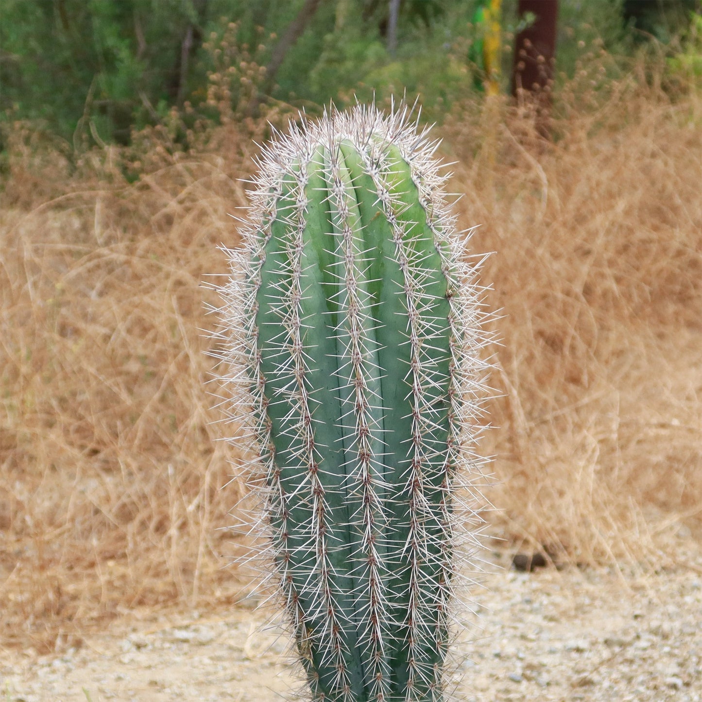 Cardon Cactus 'Pachycereus pringlei'