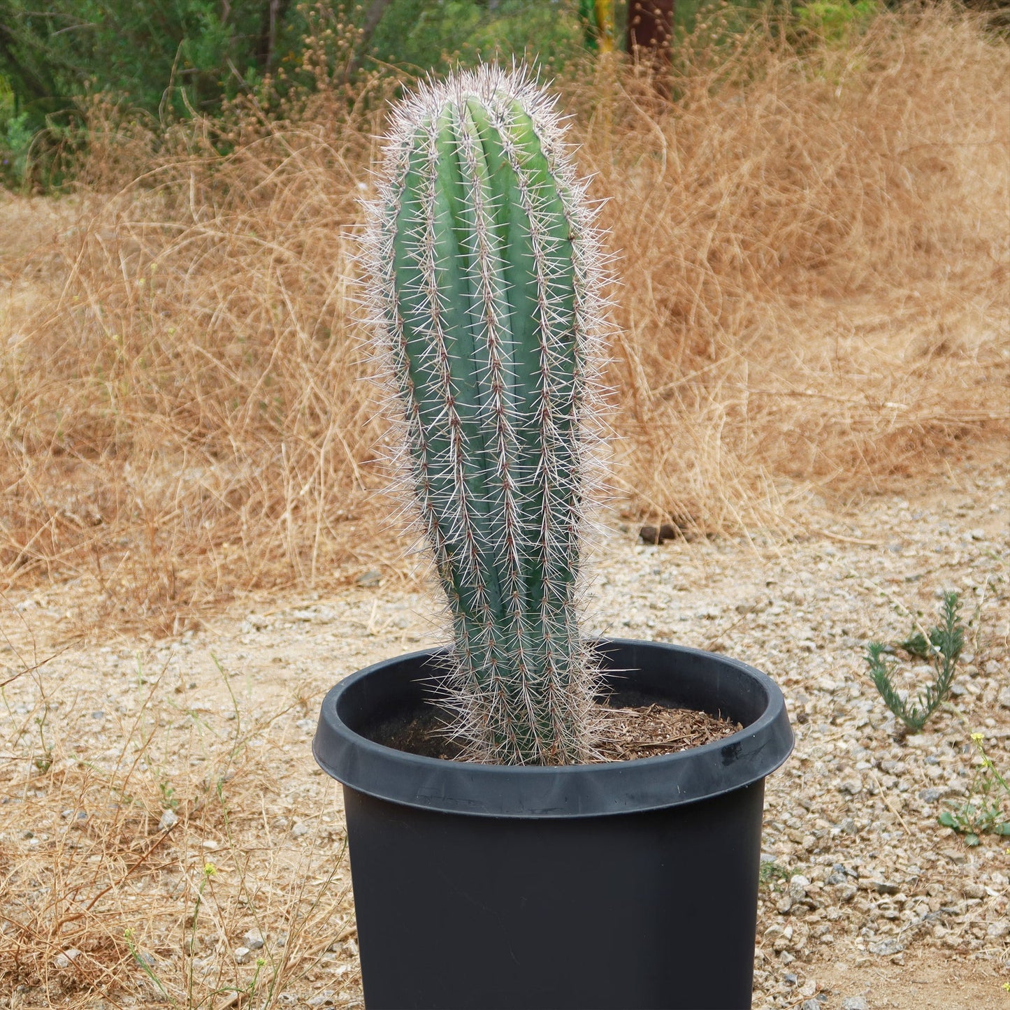 Cardon Cactus 'Pachycereus pringlei'