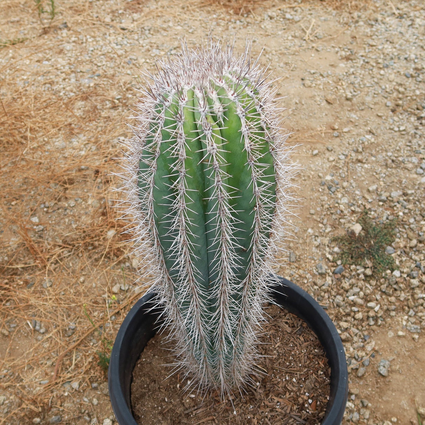Cardon Cactus 'Pachycereus pringlei'