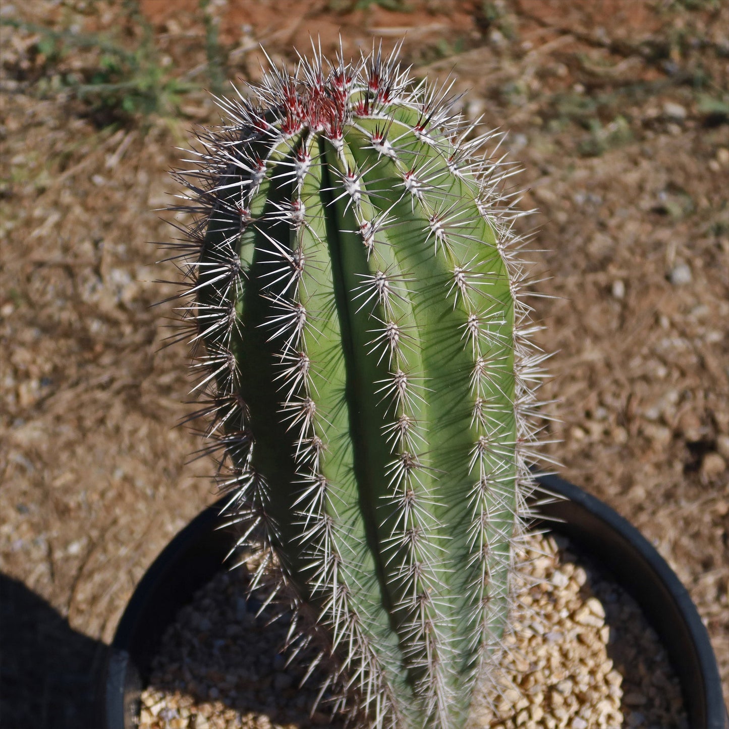 Cardon Cactus 'Pachycereus pringlei'