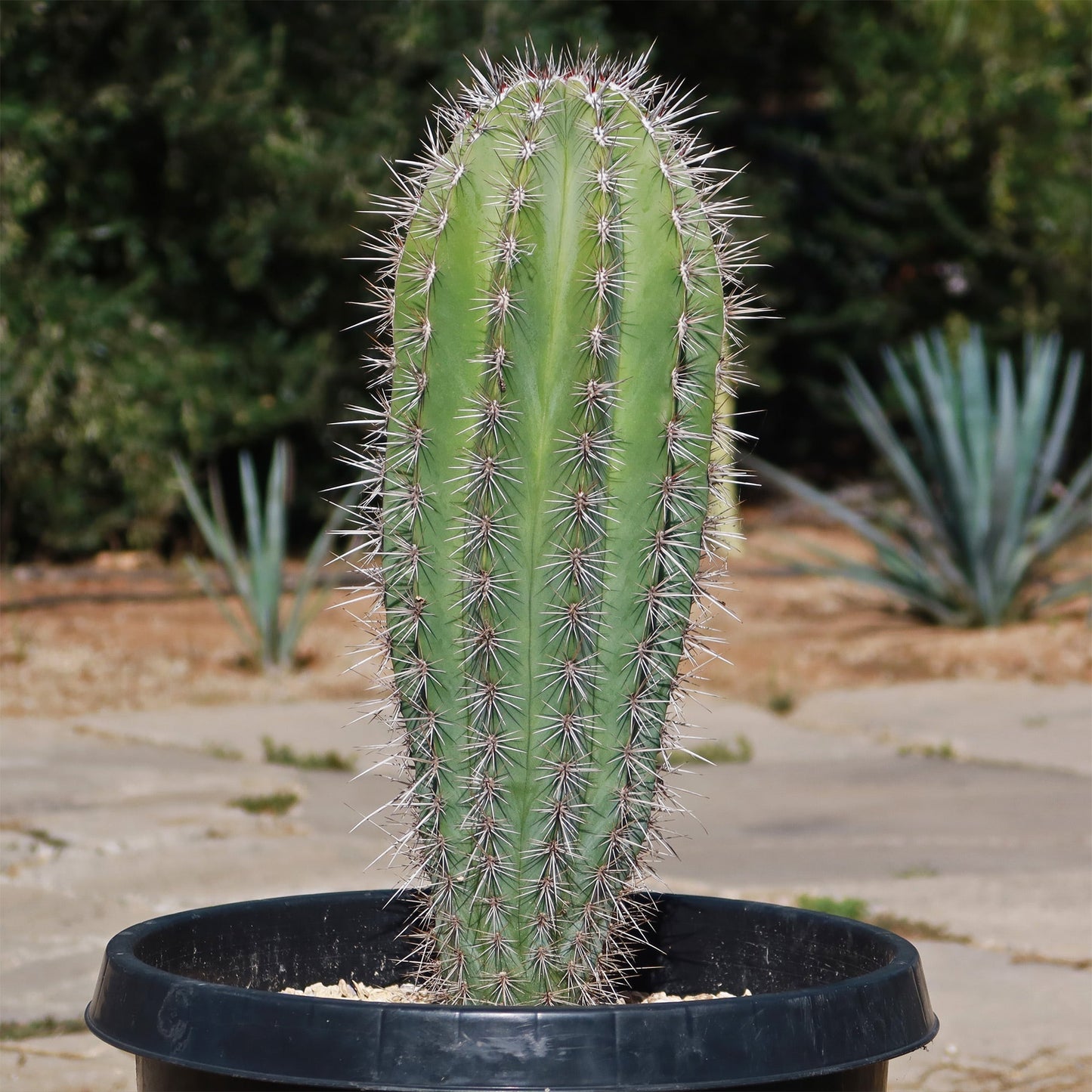 Cardon Cactus 'Pachycereus pringlei'