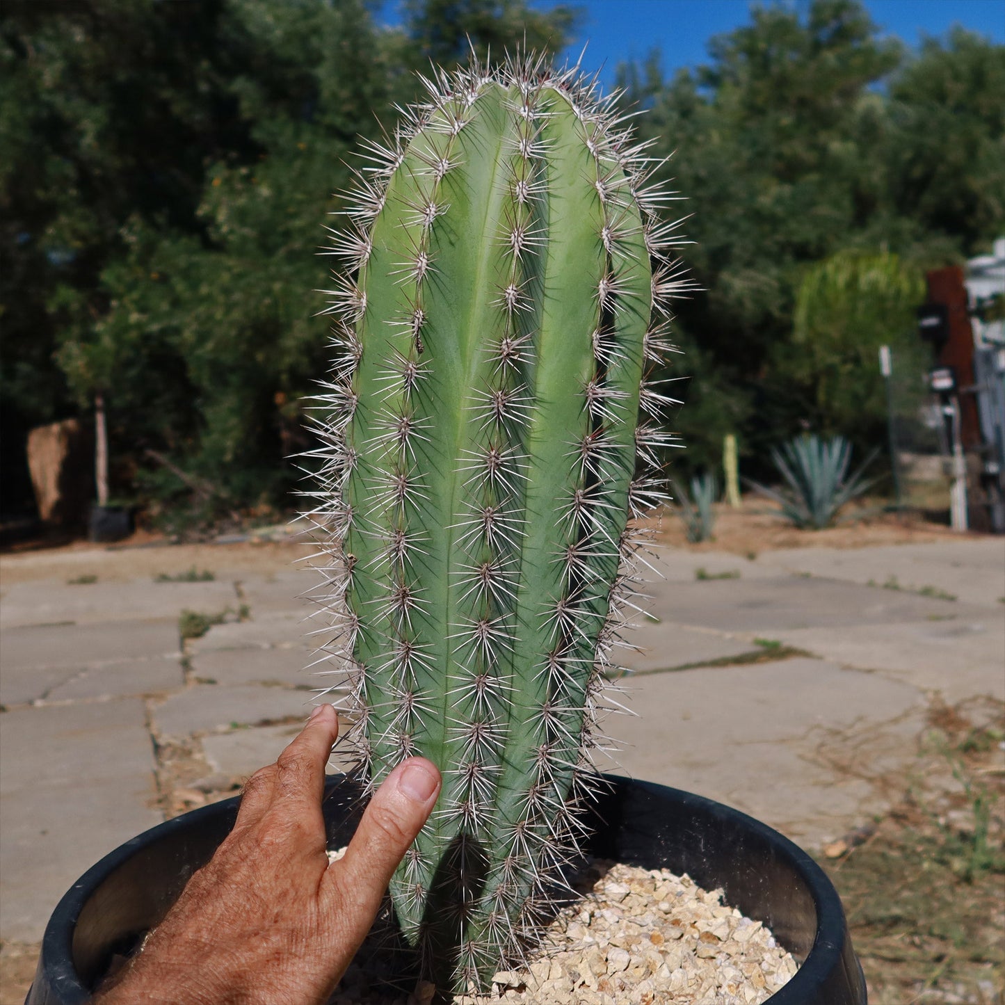 Cardon Cactus 'Pachycereus pringlei'