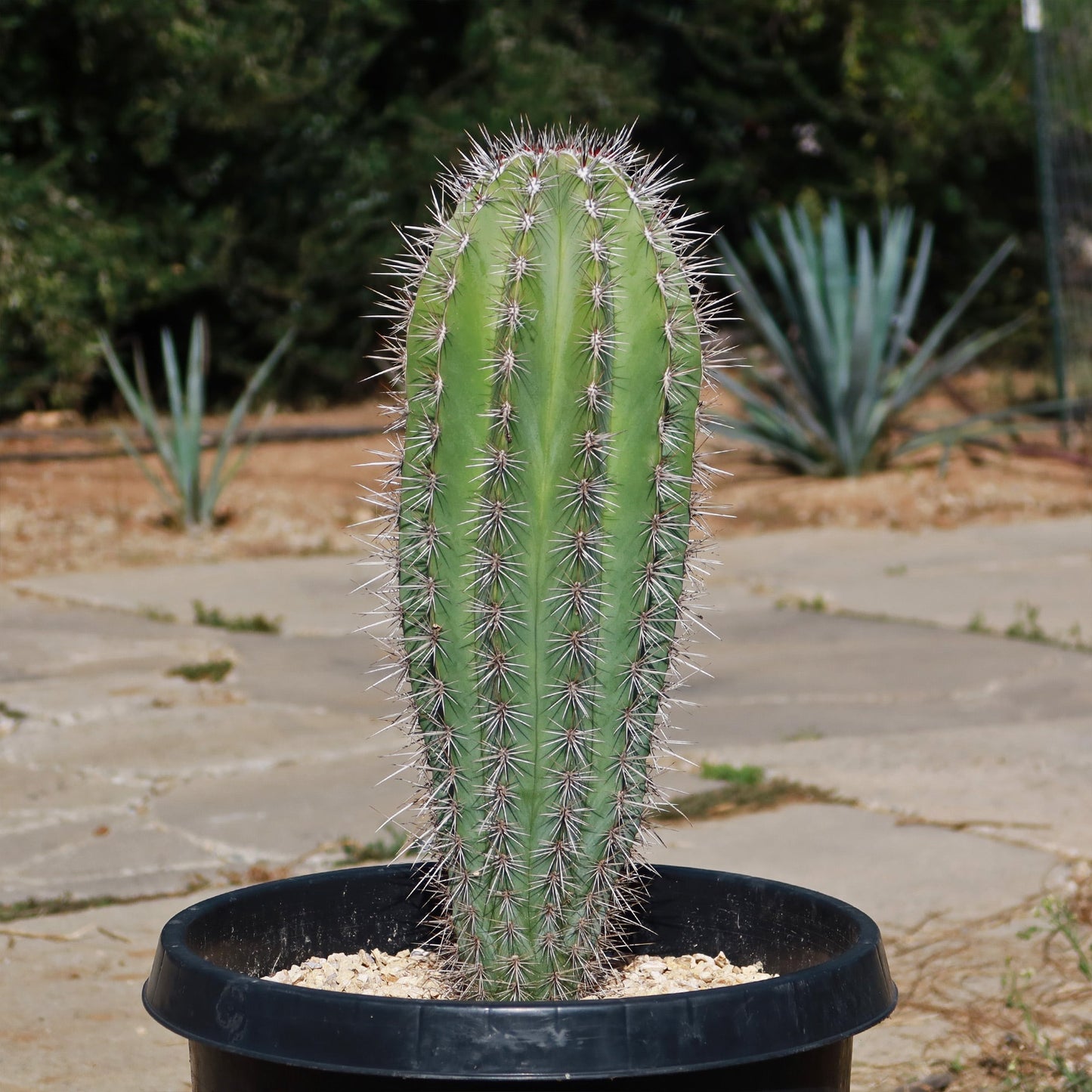Cardon Cactus 'Pachycereus pringlei'