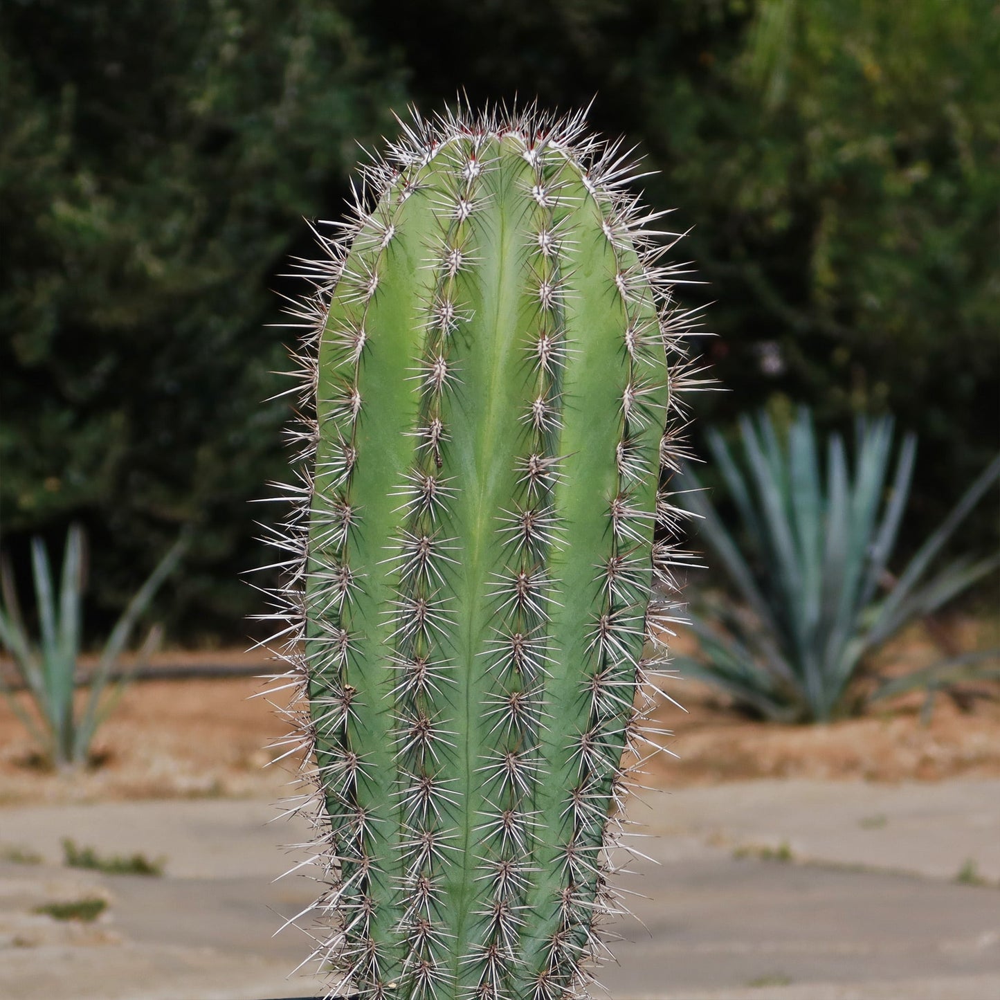 Cardon Cactus 'Pachycereus pringlei'