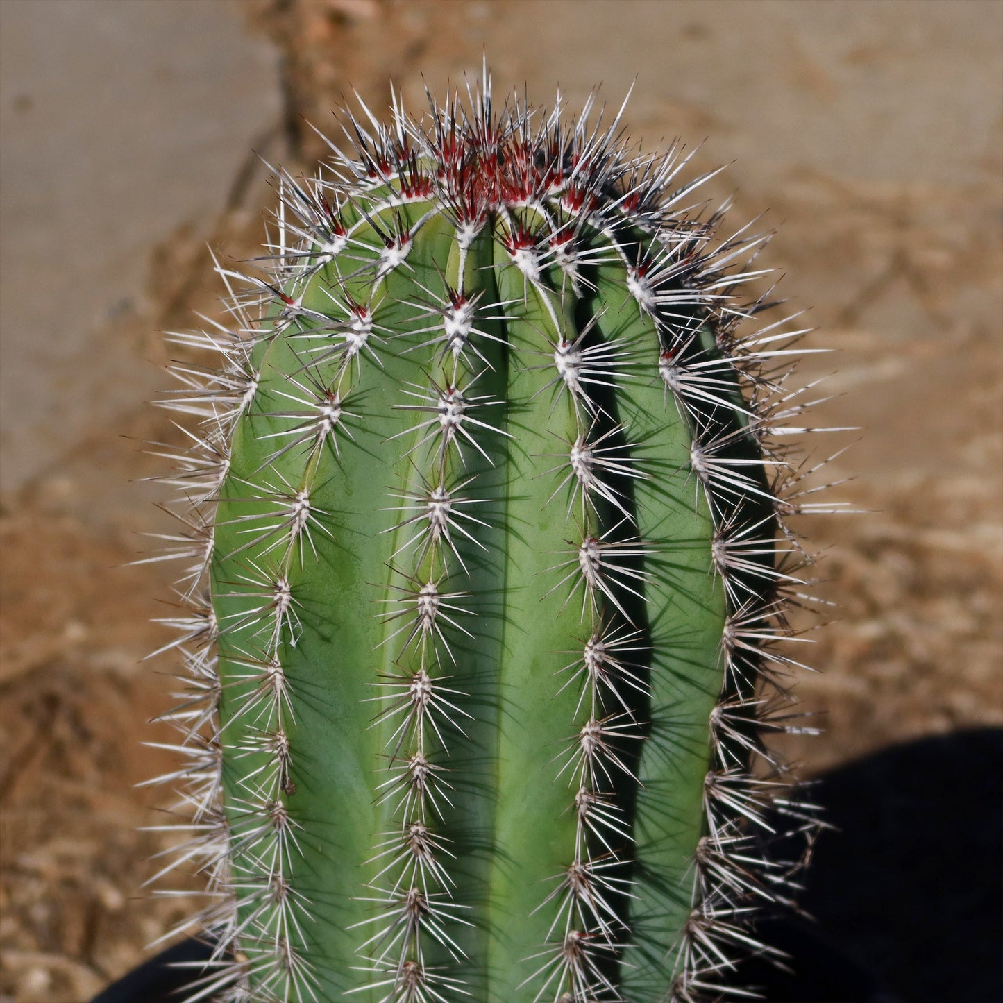 Cardon Cactus 'Pachycereus pringlei'