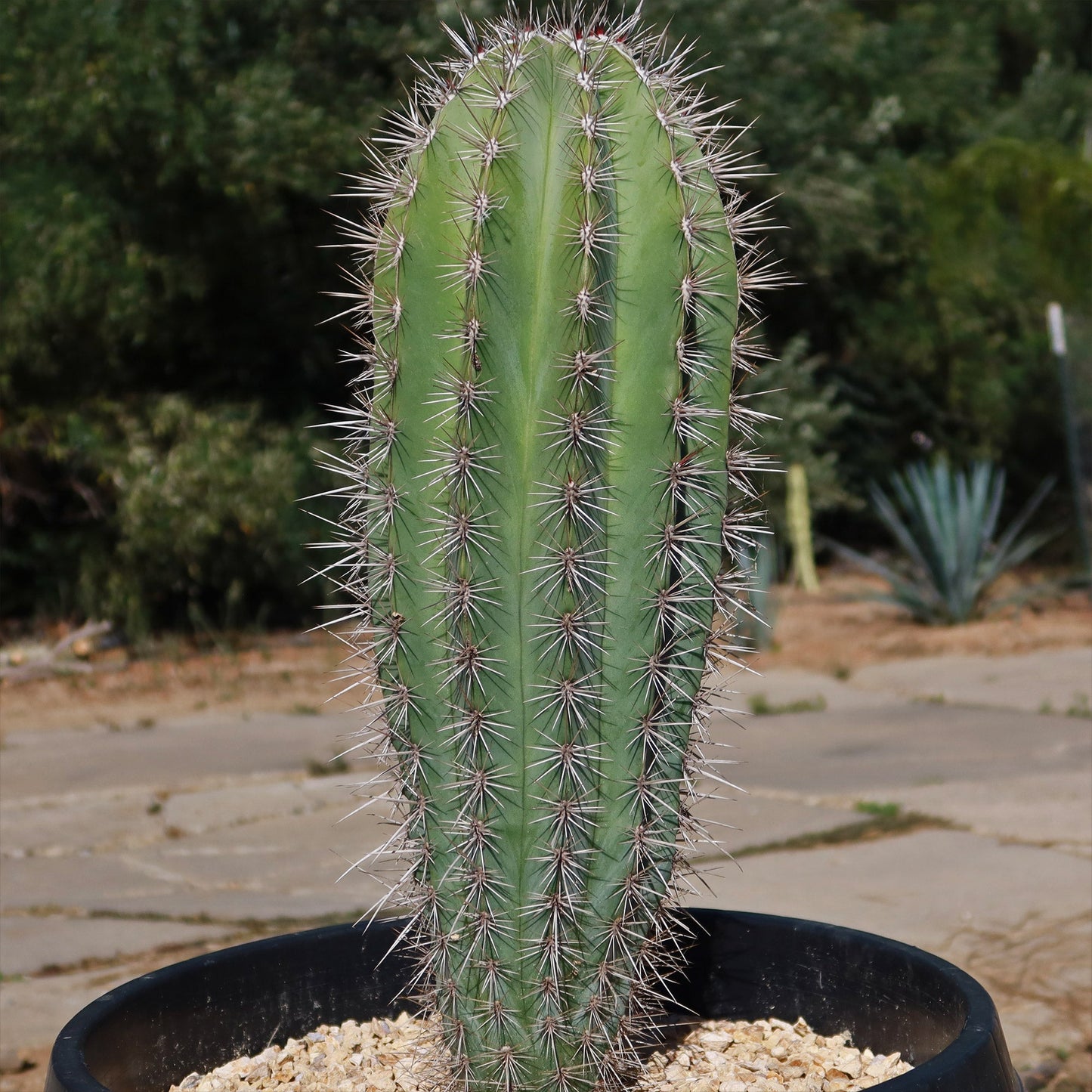 Cardon Cactus 'Pachycereus pringlei'