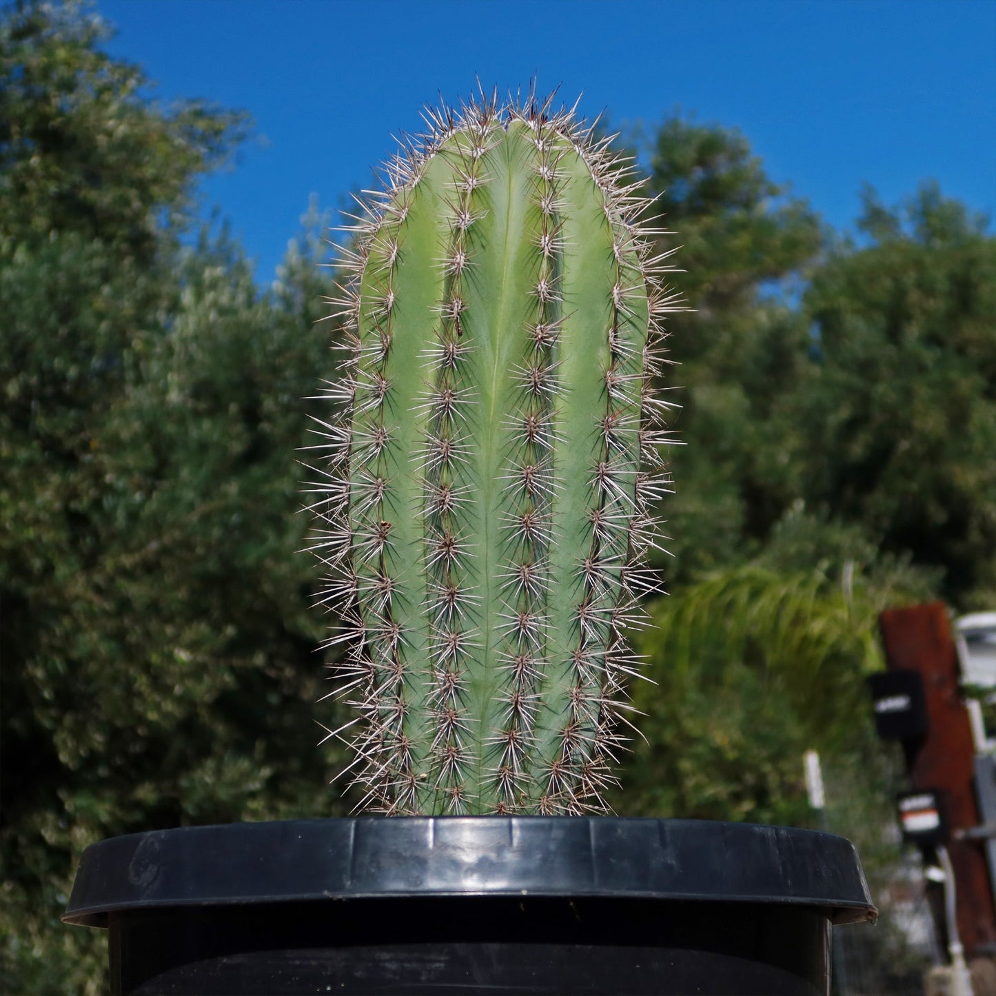 Cardon Cactus 'Pachycereus pringlei'