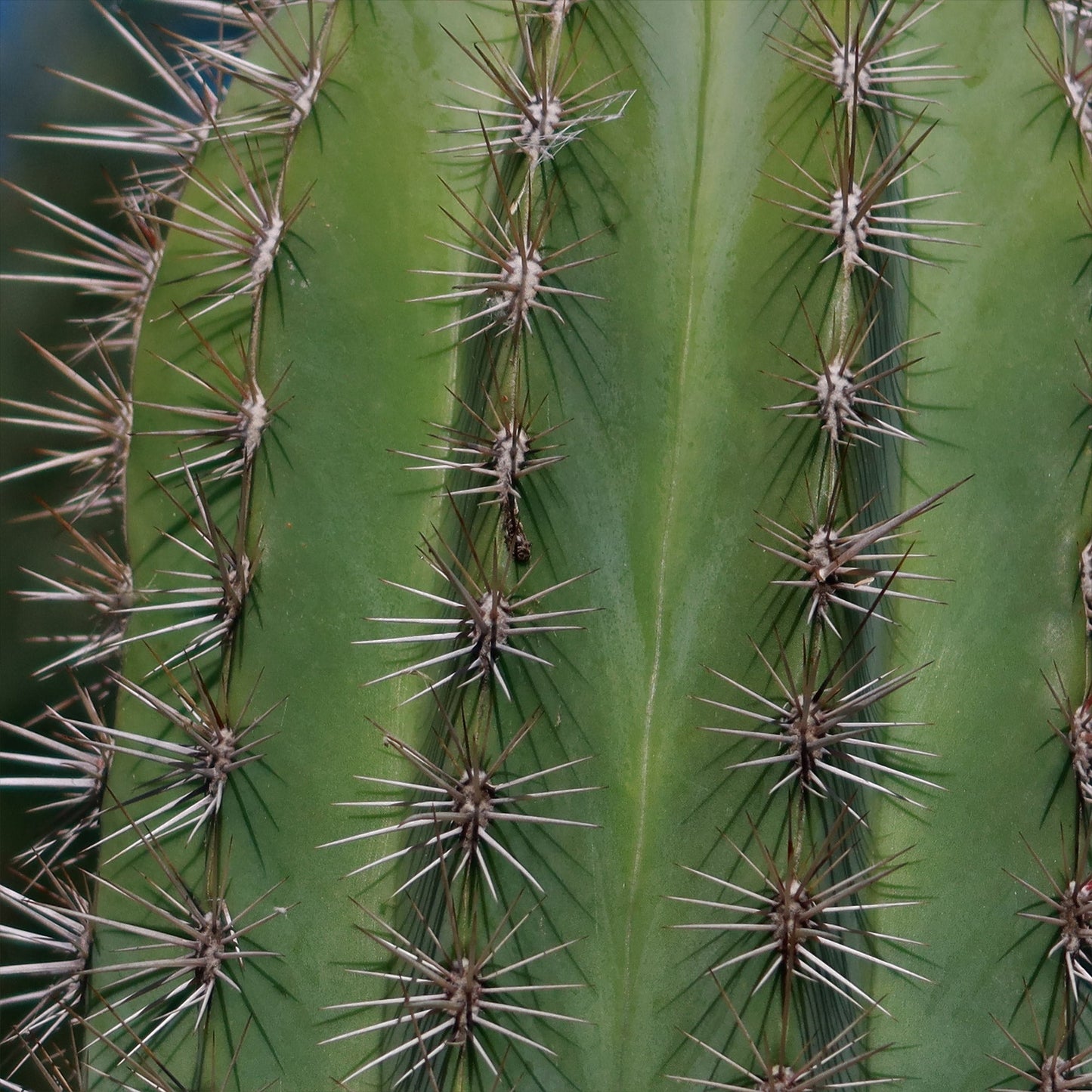 Cardon Cactus 'Pachycereus pringlei'