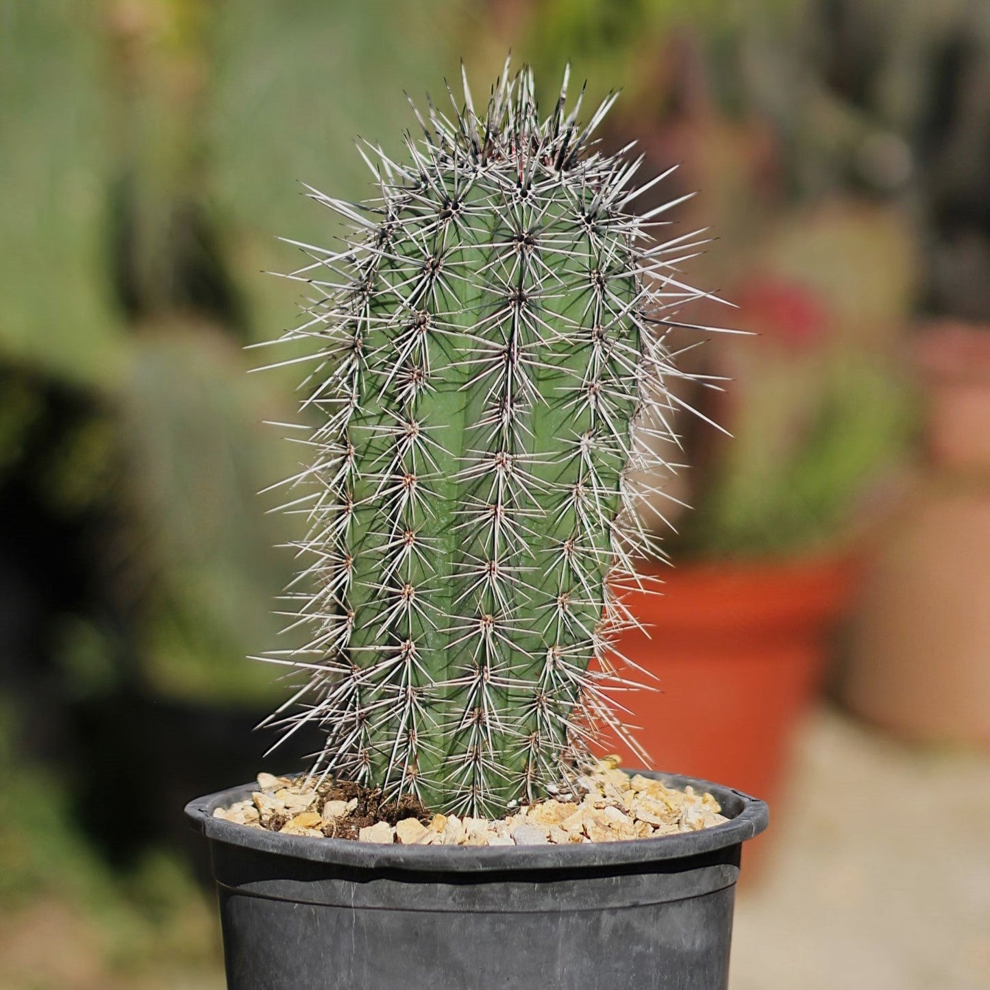Cardon Cactus 'Pachycereus pringlei'