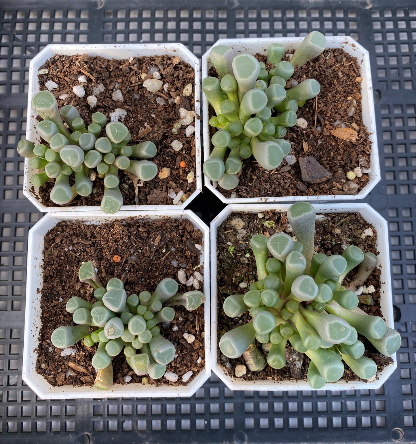Fenestraria Rhopalophylla "baby toes'