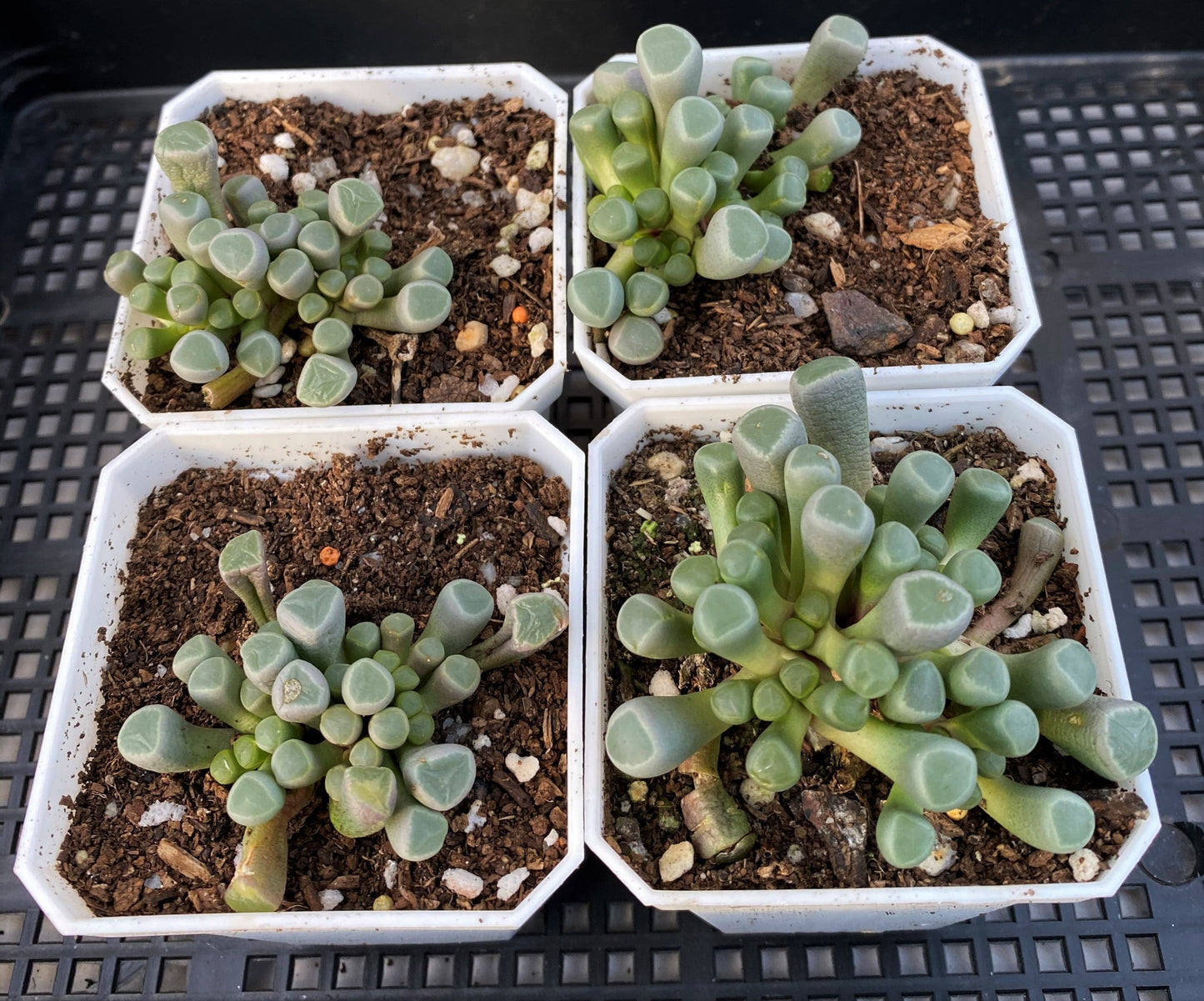 Fenestraria Rhopalophylla "baby toes'