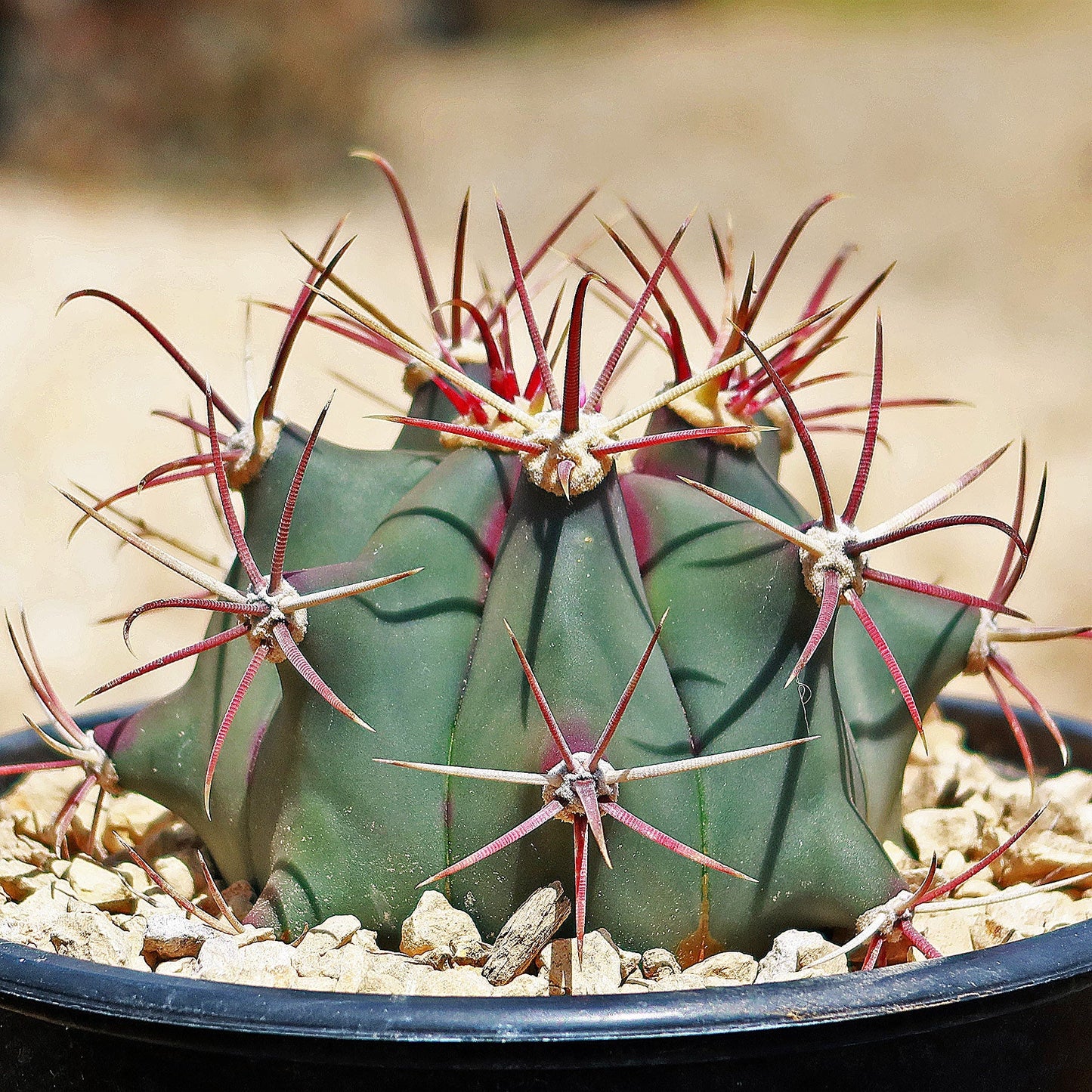 Fire Barrel Cactus – Ferocactus gracilis ‘Coloratus’