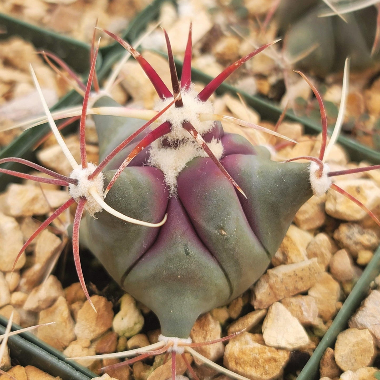 Coville Barrel Cactus 'Ferocactus emoryi'