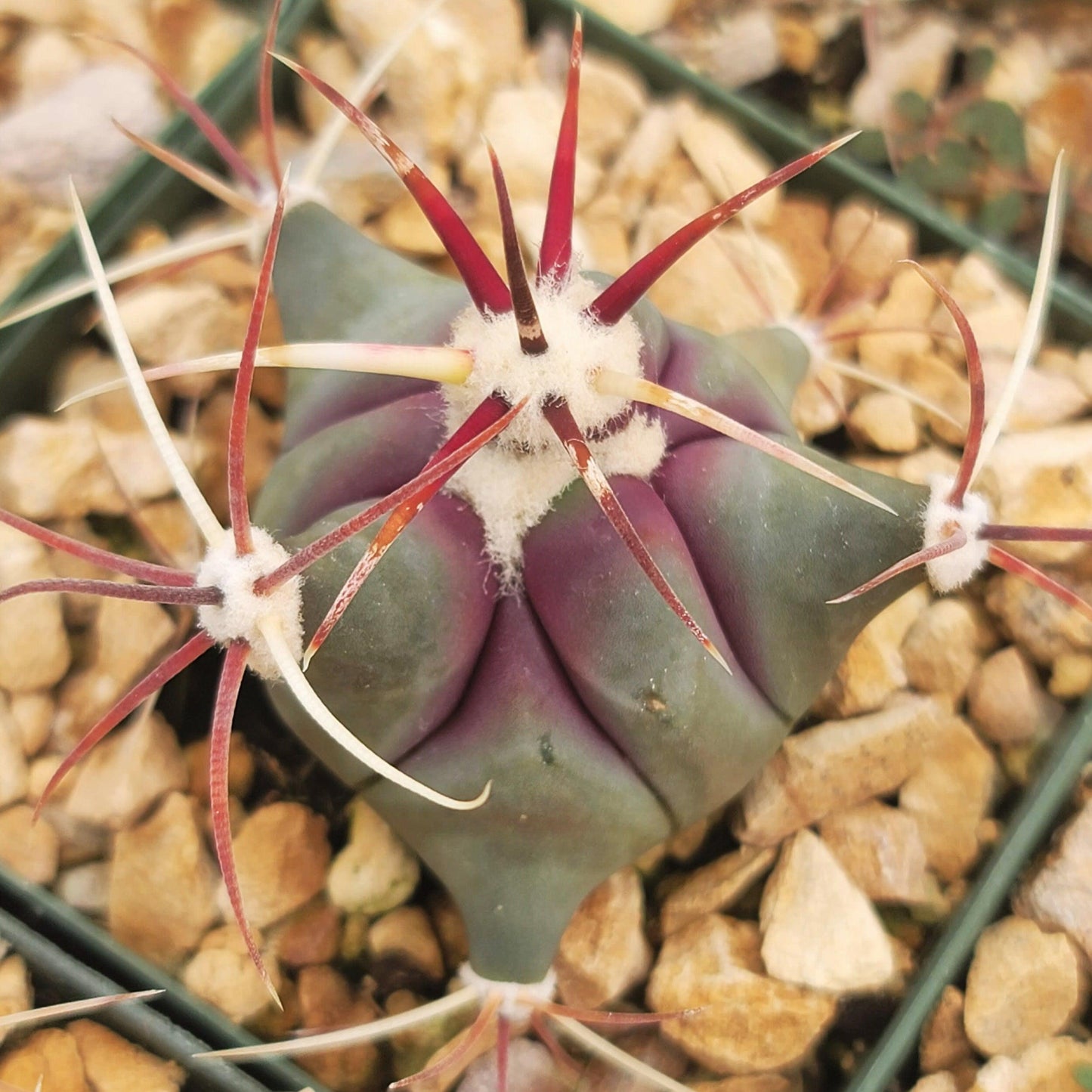 Coville Barrel Cactus 'Ferocactus emoryi'