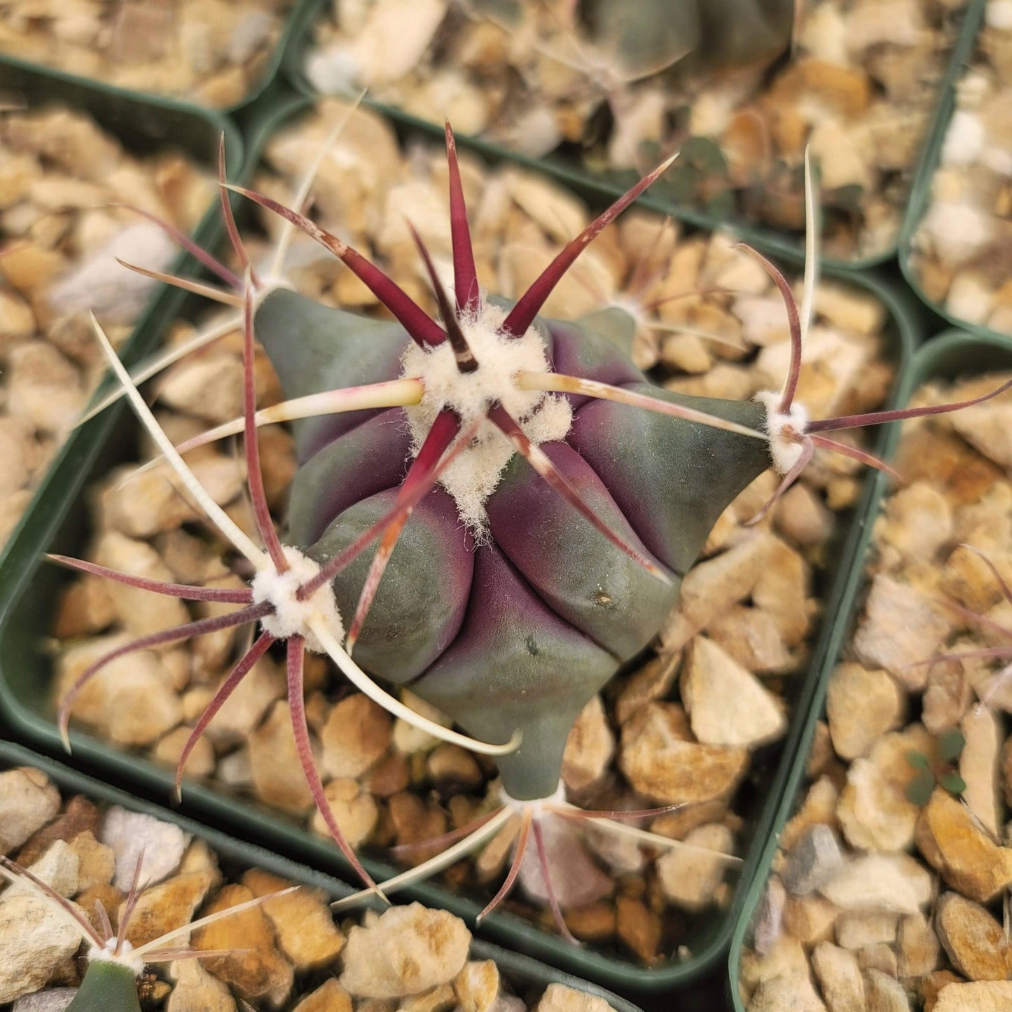 Coville Barrel Cactus 'Ferocactus emoryi'