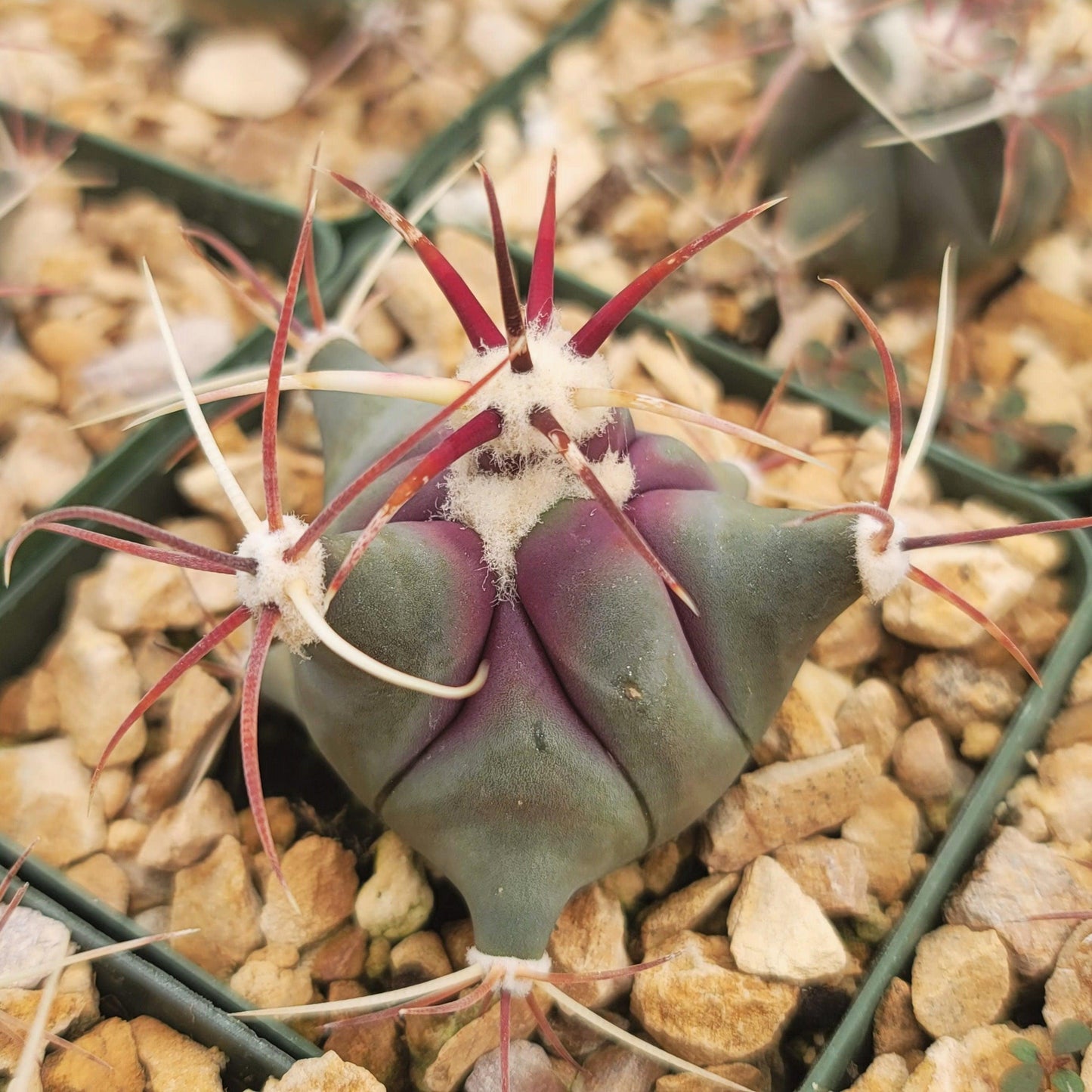 Coville Barrel Cactus 'Ferocactus emoryi'