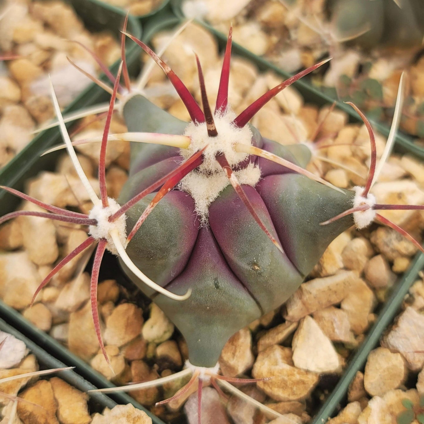 Coville Barrel Cactus 'Ferocactus emoryi'