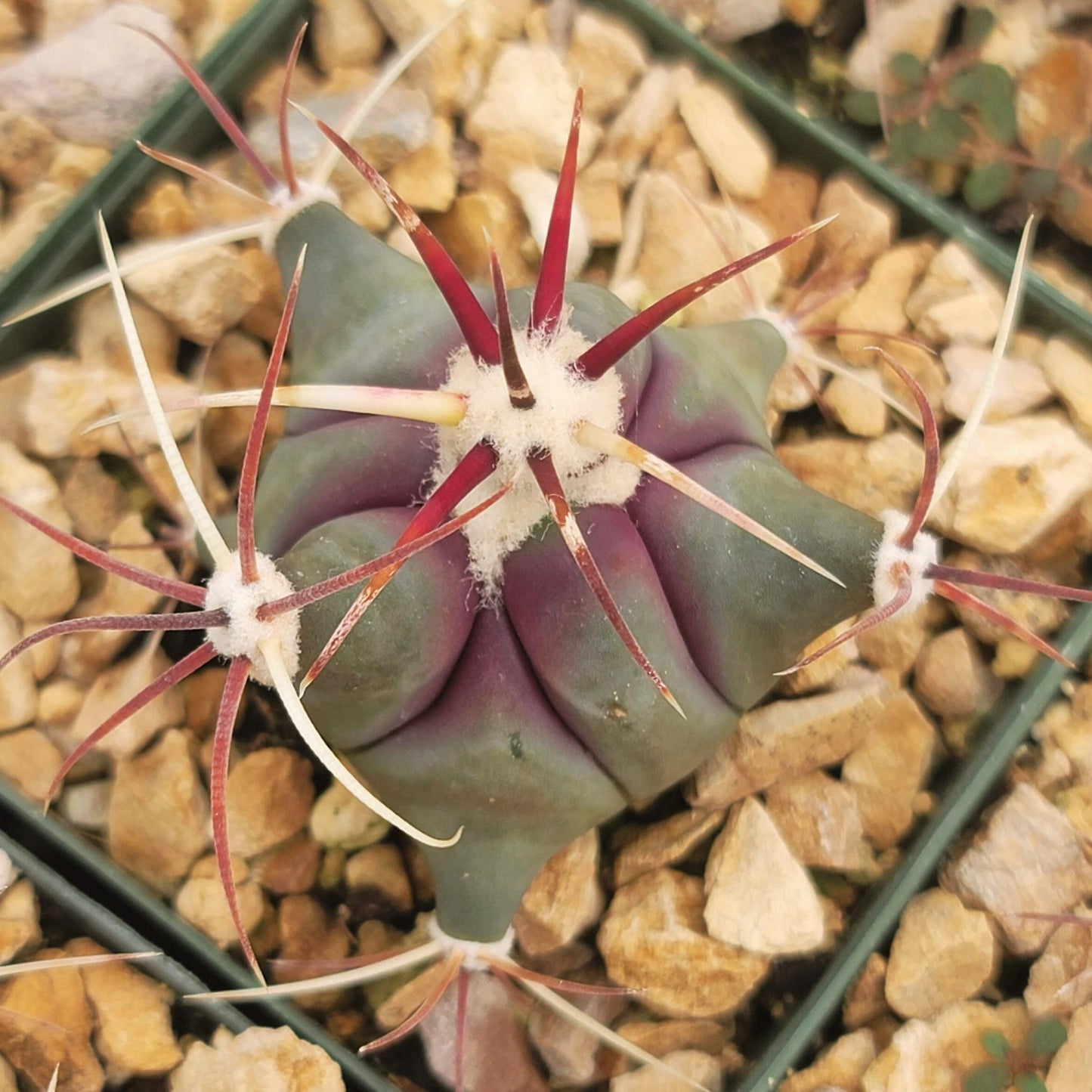 Coville Barrel Cactus 'Ferocactus emoryi'