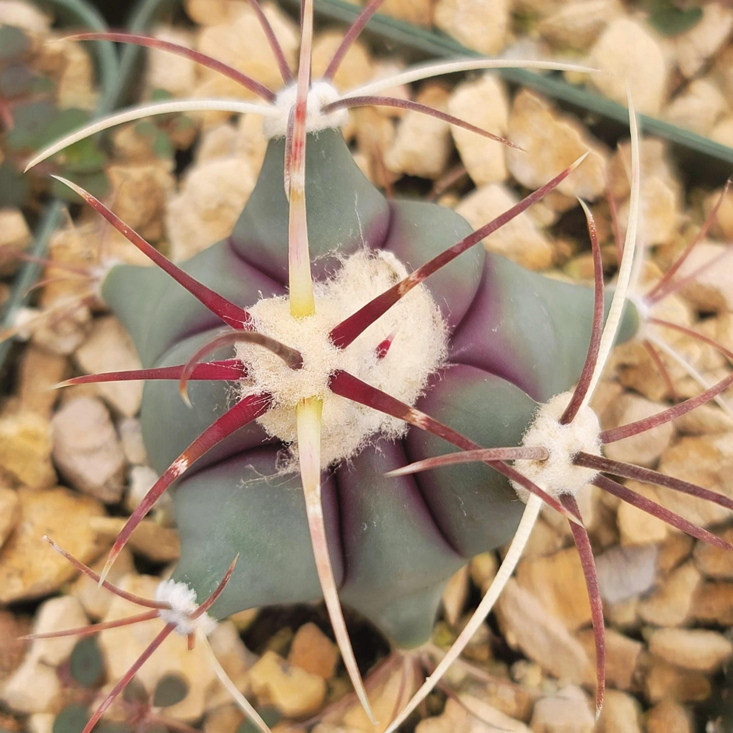 Coville Barrel Cactus 'Ferocactus emoryi'