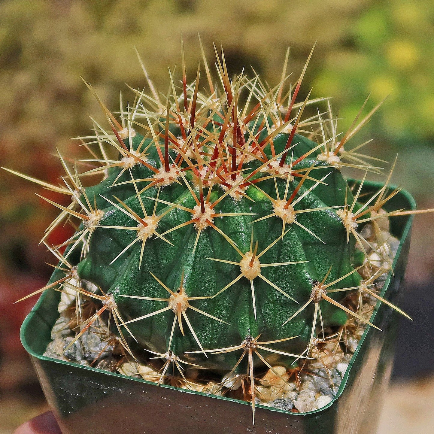 Schwarz's Barrel Cactus - Ferocactus schwarzii