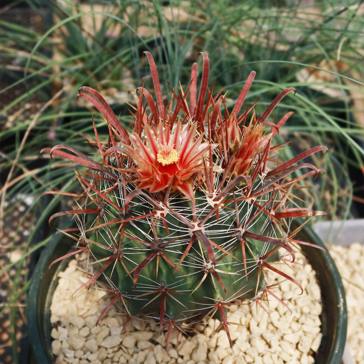Fire Barrel Cactus – Ferocactus gracilis ‘Coloratus’