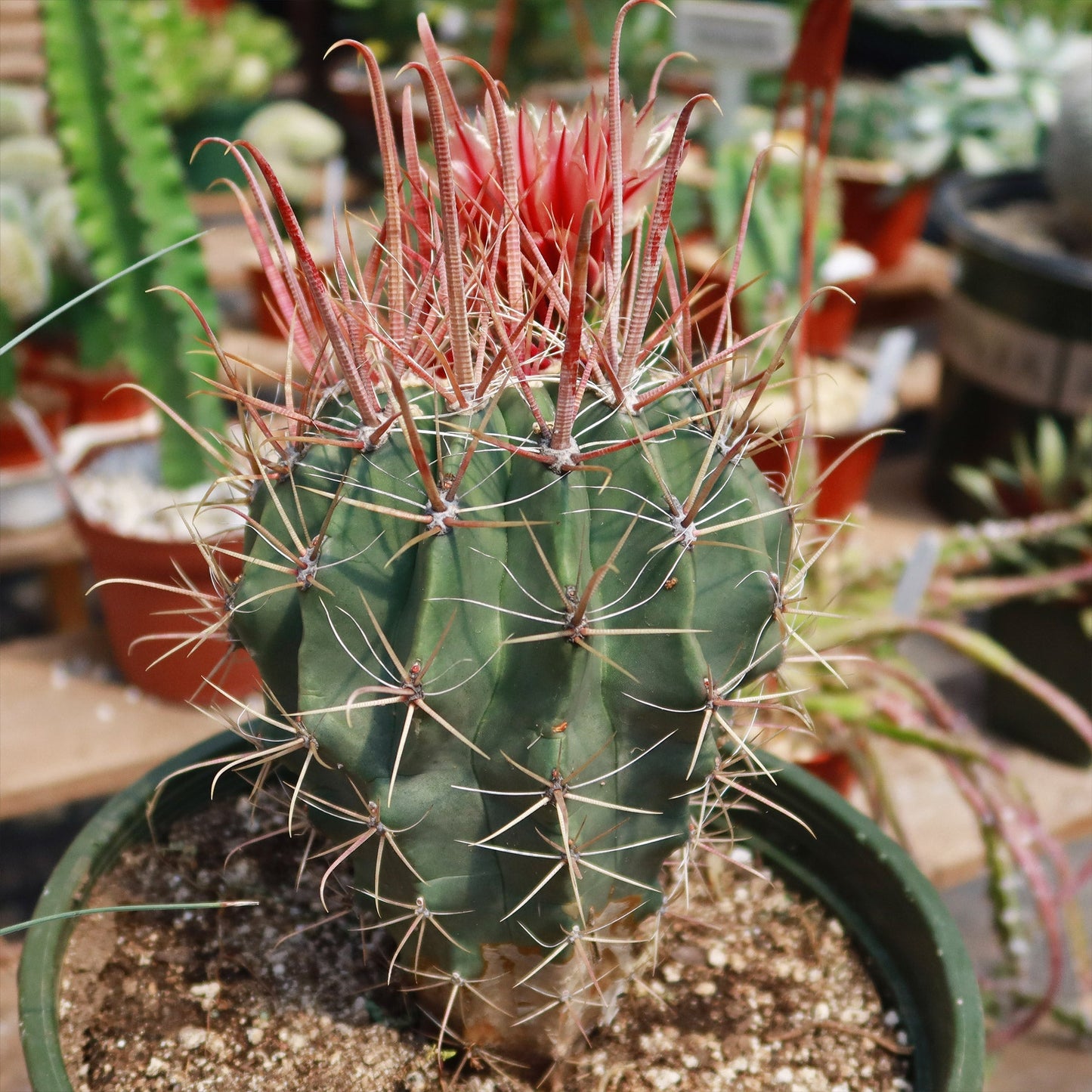 Fire Barrel Cactus – Ferocactus gracilis ‘Coloratus’