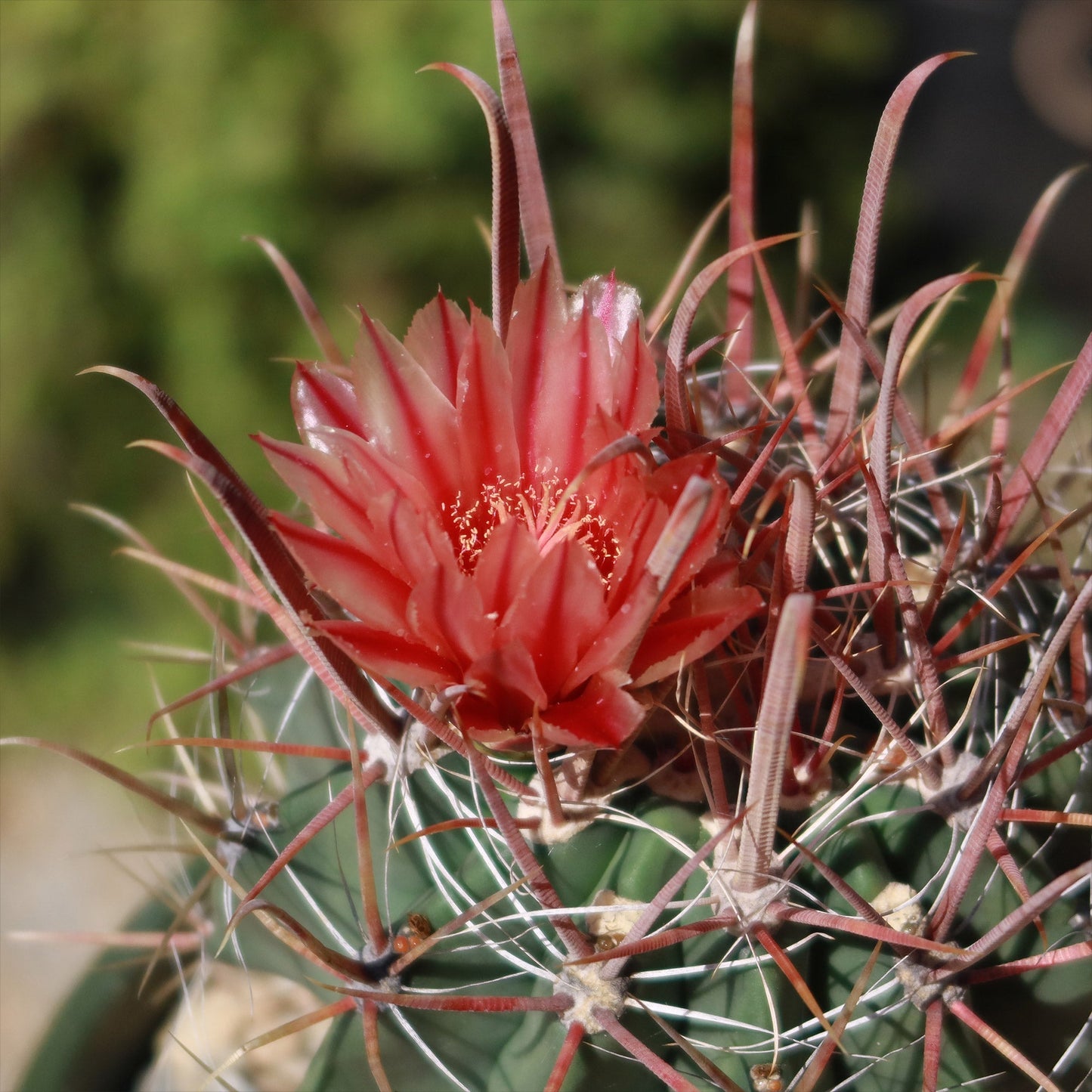 Fire Barrel Cactus – Ferocactus gracilis ‘Coloratus’