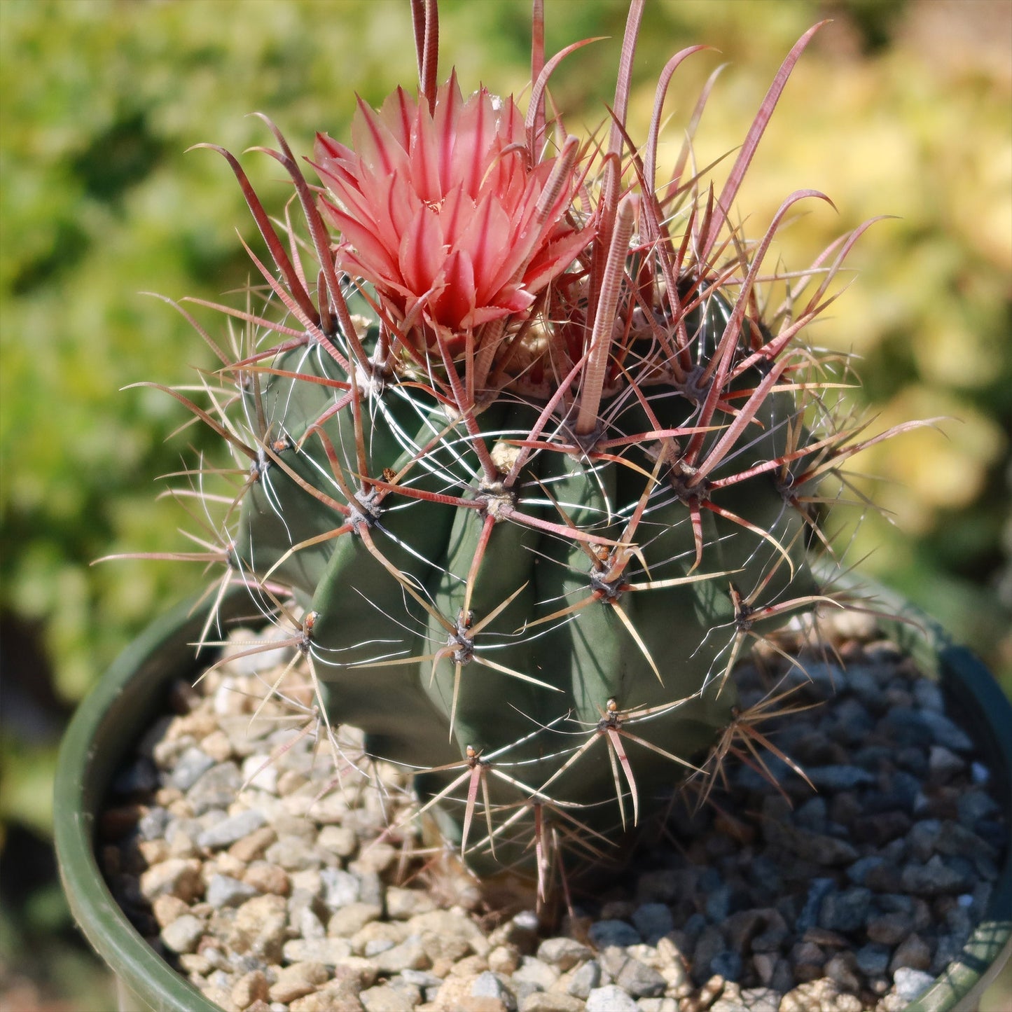 Fire Barrel Cactus – Ferocactus gracilis ‘Coloratus’