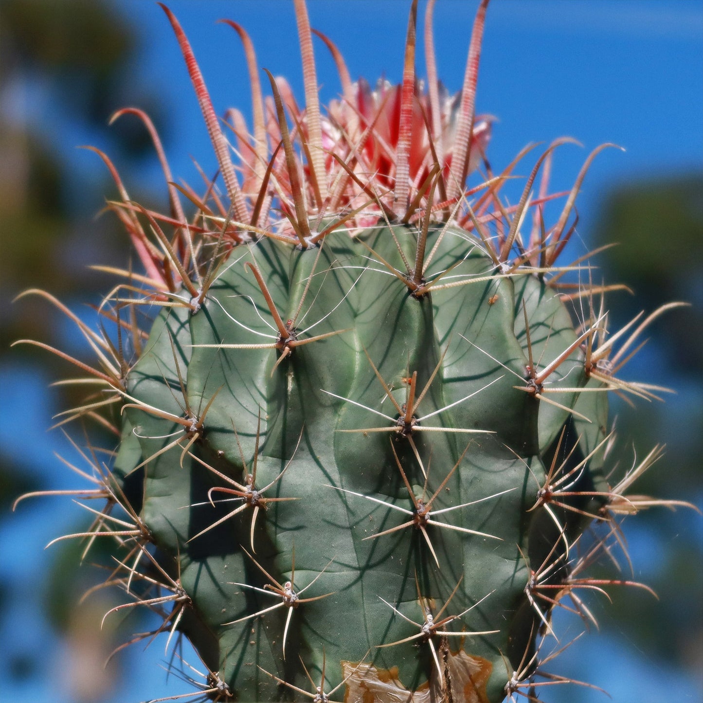 Fire Barrel Cactus – Ferocactus gracilis ‘Coloratus’
